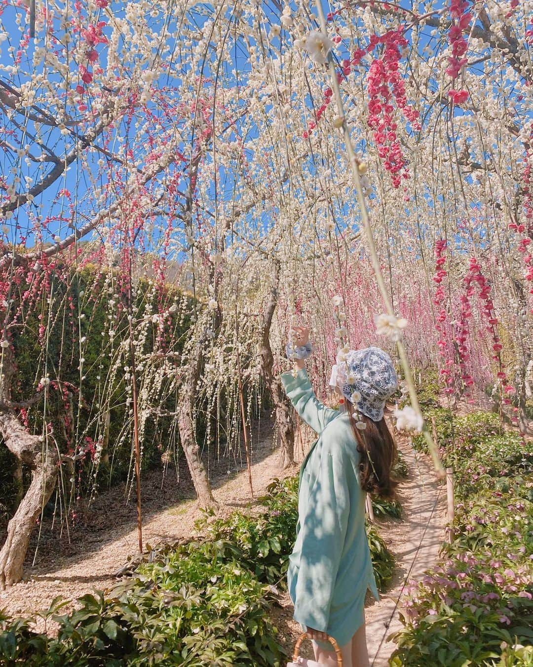 野島樺乃さんのインスタグラム写真 - (野島樺乃Instagram)「. 梅の花のトンネルがすごく綺麗でした♡ . . . . . #梅の花 #お花見 #春 #写真 #photo #ジャケット #ジャケットコーデ #レースハット #バケハ #春コーデ #私服 #韓国 #韓国ファッション #fashion #ootd #followｍe」2月28日 19時32分 - nojimakano_0906