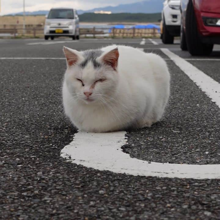 感動猫動画のインスタグラム