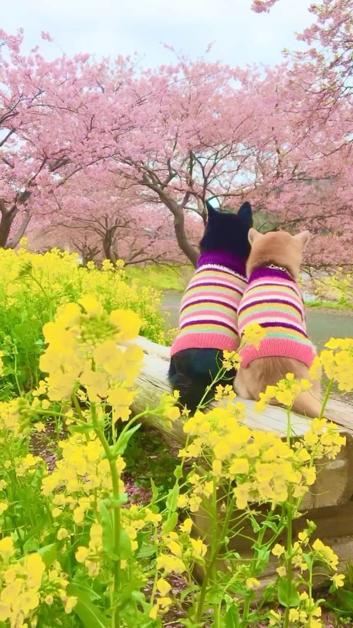 柴犬 けんしろう ゆりあのインスタグラム：「🐶🌼🌸🐶  「けんゆり春の記憶リール①」  あぁ〜🥺🥺🥺 にぴきを後ろからぎゅーってしたい❤️  🐶けんちゃん11歳8ヶ月 🐶ゆりあ推定8歳1ヶ月  Location:南伊豆(2018年撮影)」