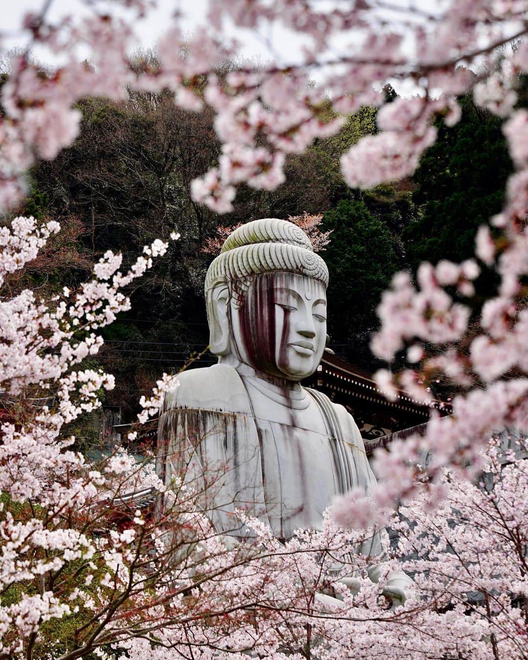 Koichiのインスタグラム：「Coming soon💗  桜の開花予想を調べてみたら、今年は去年より1週間ぐらい早そうです！ スワイプすると2枚目にソメイヨシノの満開予想日マップがあります。（2.25調べ）  🌸It will be in full bloom in about a month  #Hellofrom #japan #Nata #壺阪寺 #奈良  .」