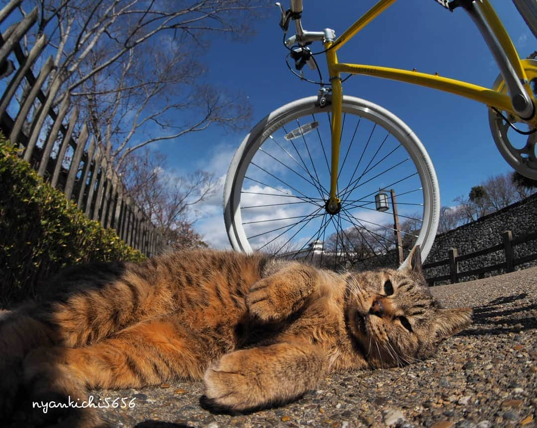 路地裏のにゃん吉のインスタグラム