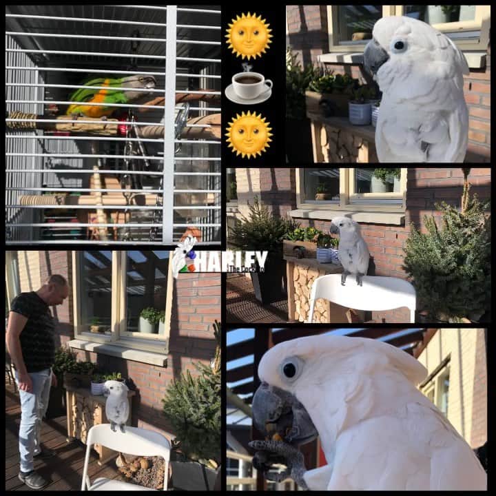 ? Enjoy Harley's Lifeのインスタグラム：「Happy Sunday🌞again a springday full sunny 🌞👌🏻#sunday#funday#outside#awesome#birds#parrots#pets#instagood #instagram #instadaily #instalike #instamood #instalove」