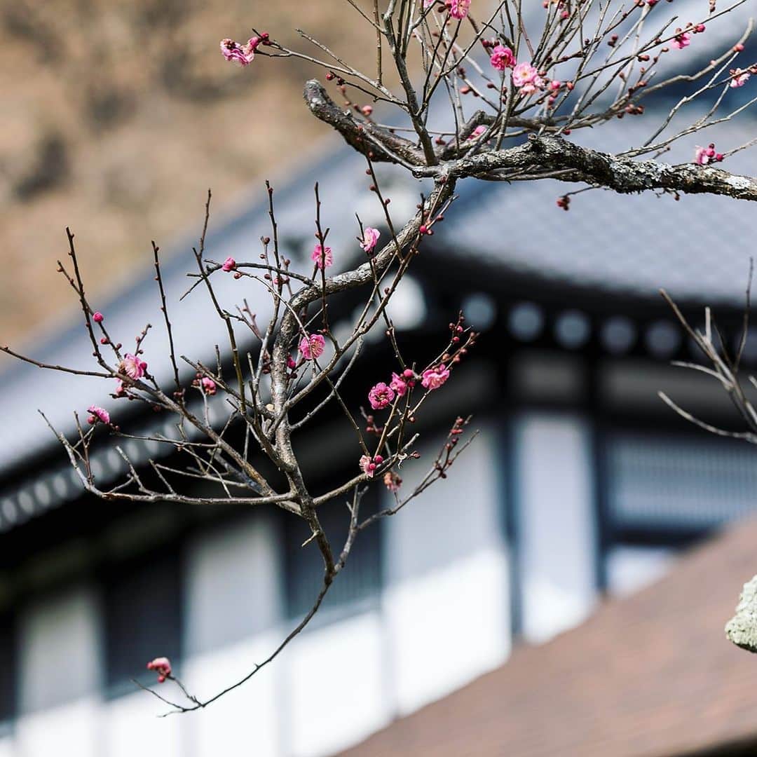 江戸ワンダーランド 日光江戸村のインスタグラム：「・ 咲いた | in bloom 春が待ち遠しい。 How many more days until spring?  ・ 江戸ワンダーランド日光江戸村は、2月7日（日）再開予定で臨時休業させて頂いておりましたが、万全の体制でお客様をお迎えする事を第一に考え、また従業員の健康面と安全面を考慮し、3月7日（日）まで引き続き臨時休業とさせていただくことといたしました。 再開は3月7日以降を予定しておりますが、今後の状況を鑑みながら、改めて公式サイトにてご案内致します。 事態の鎮静化、皆様のご安全を心よりお祈りいたします。 ・ Temporary closure from January 13. We will be closed for an indefinite period. Once confirmed we will announce reopening date through our website. ・ ・ #edo #いざ江戸へドロン  #edowonderland #江戸ワンダーランド日光江戸村」
