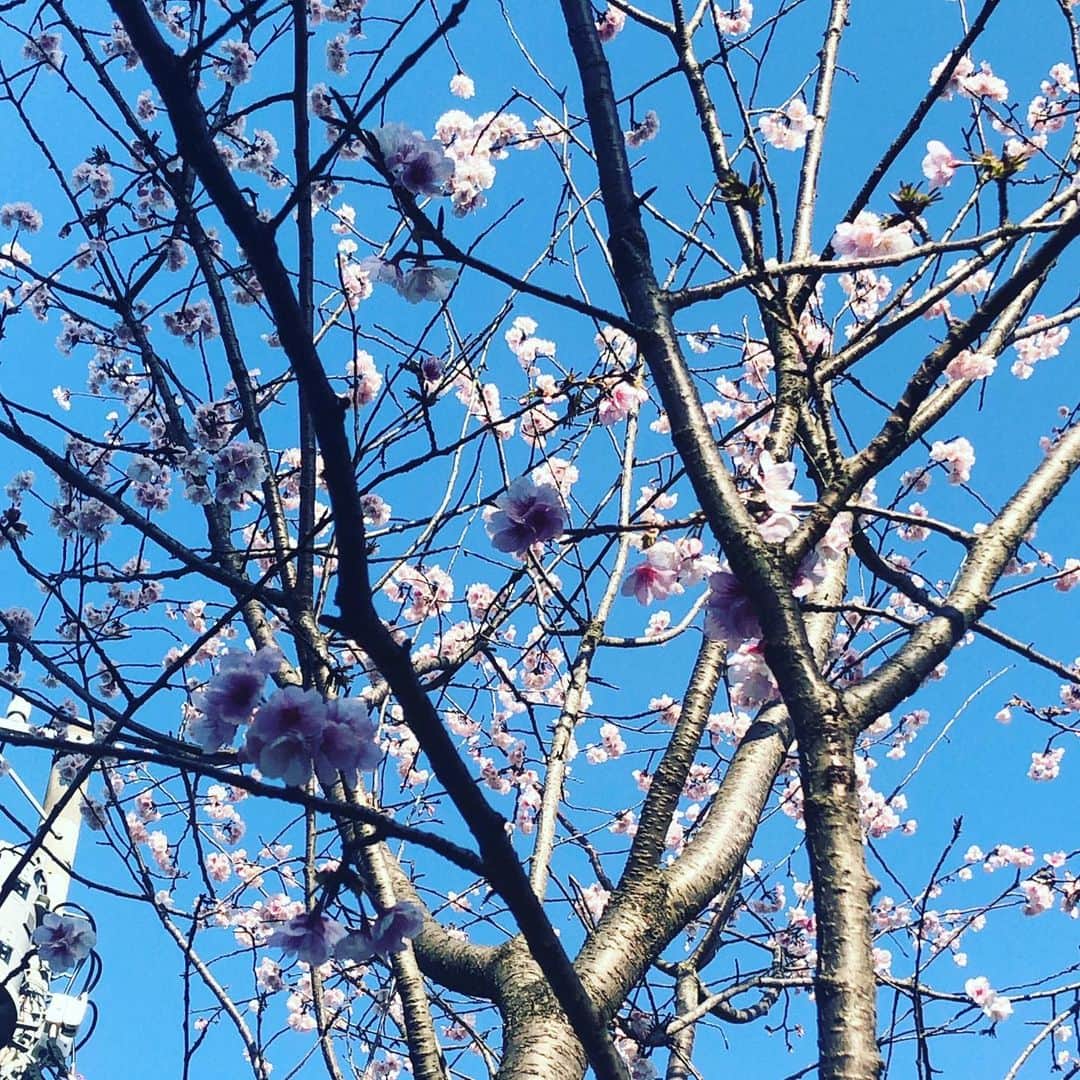 阿部洋子さんのインスタグラム写真 - (阿部洋子Instagram)「🌸 #springhascome  #cherryblossom   📸3枚目は、 サルスベリ百日紅かな？ と思って、父に聞いたら、 海棠カイドウじゃないかな？ってLINEきた👨」2月28日 20時32分 - hirocoring