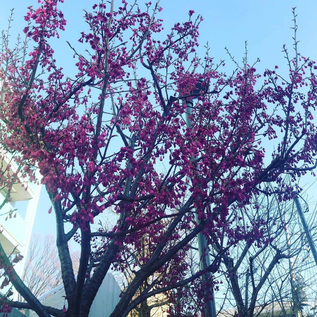 阿部洋子さんのインスタグラム写真 - (阿部洋子Instagram)「🌸 #springhascome  #cherryblossom   📸3枚目は、 サルスベリ百日紅かな？ と思って、父に聞いたら、 海棠カイドウじゃないかな？ってLINEきた👨」2月28日 20時32分 - hirocoring