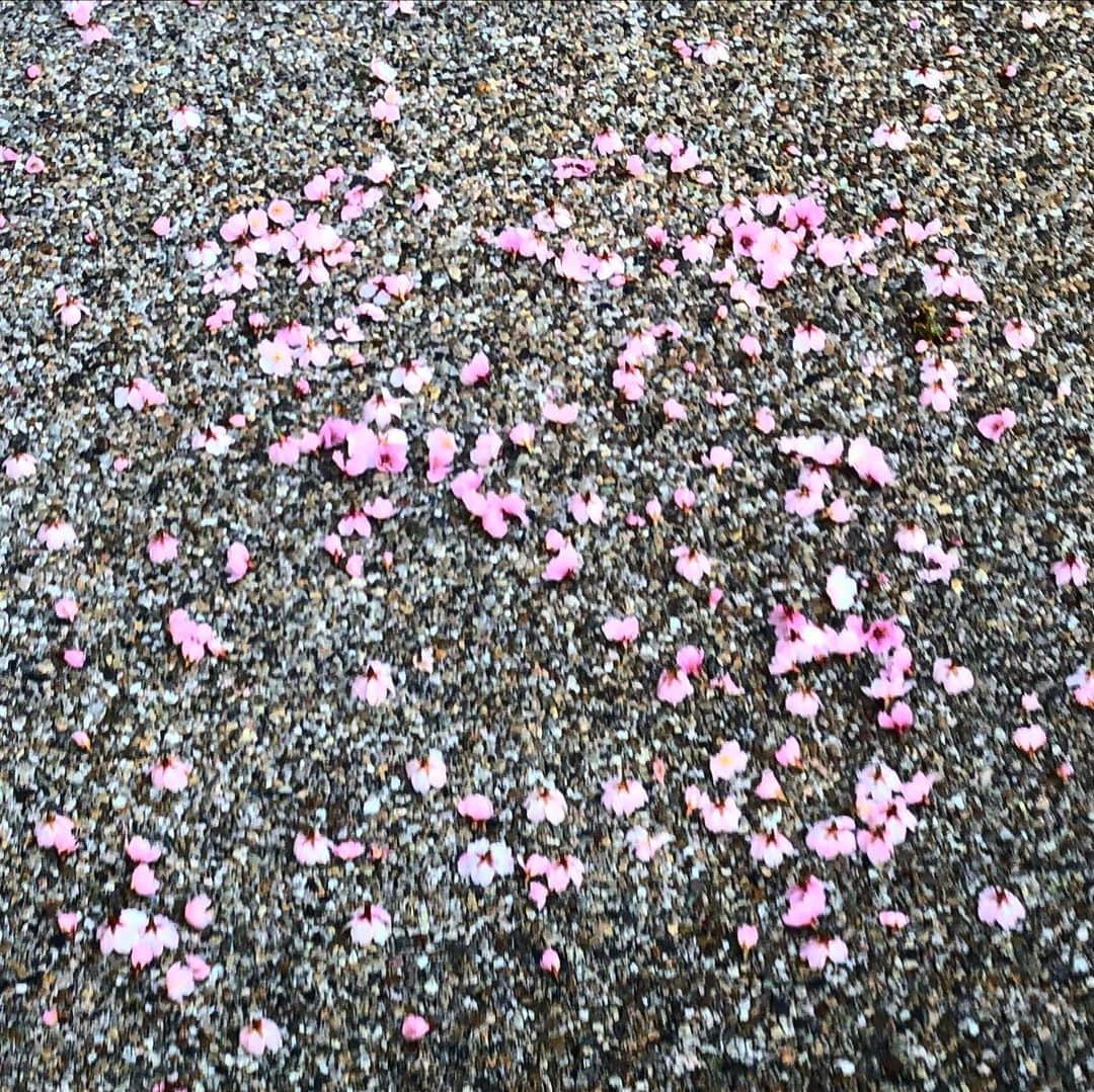 阿部洋子さんのインスタグラム写真 - (阿部洋子Instagram)「🌸 #springhascome  #cherryblossom   📸3枚目は、 サルスベリ百日紅かな？ と思って、父に聞いたら、 海棠カイドウじゃないかな？ってLINEきた👨」2月28日 20時32分 - hirocoring