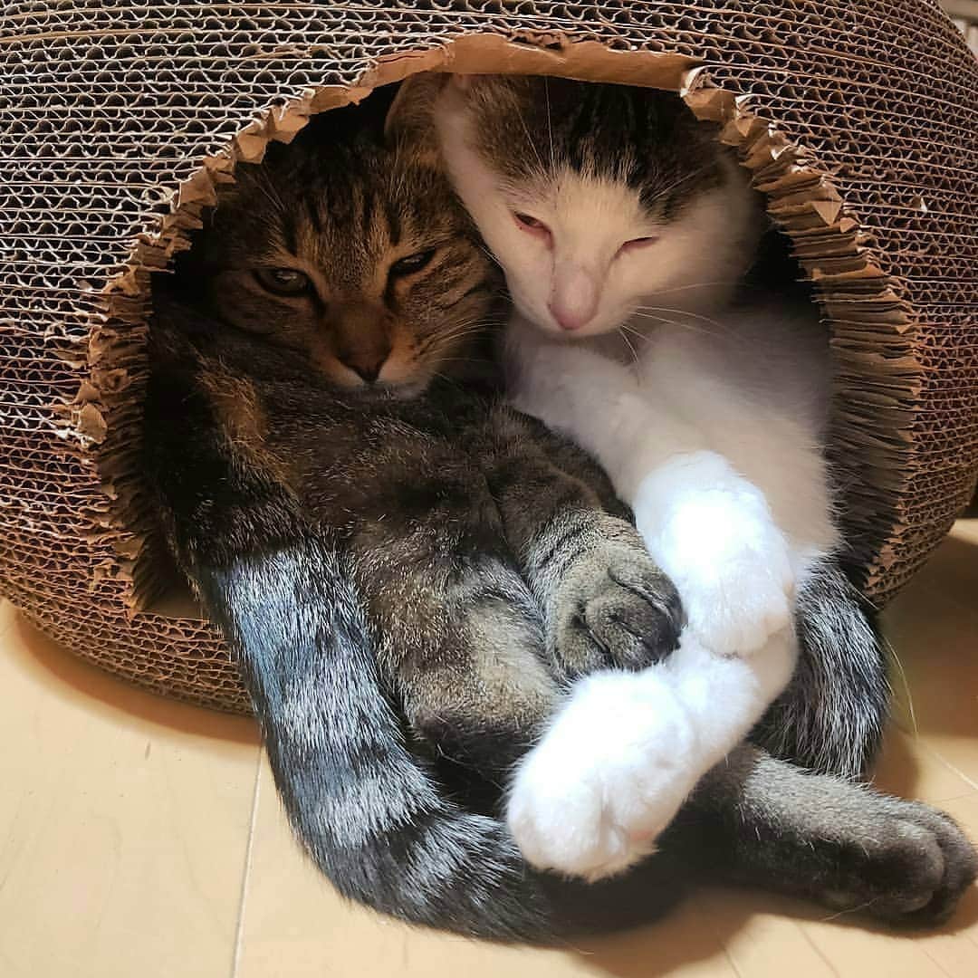 猫壱（ねこいち•ネコイチ）のインスタグラム：「▫︎ 【#猫のくらデー　】  おやすみなさい🌙  #二人でぎゅうぎゅう❤️ #幸せが一杯つまってるね✨   :::::::::#猫壱 ::::::: 猫壱は猫と人との暮らしの向上を目指して猫グッズの開発に取り組んでいます♪ ▫ 猫のくらは販売後すぐに完売が続いていましたが、ようやく供給も安定したので、この土日は 過去に紹介した#猫のくら の可愛いお写真を連続でご紹介中❤︎ 気になる方は @necoichicojp をチェックしてみてくださいね！ ▫ ▫ 【Special thank-you @o_ten_ten 💕💕💕💕】」