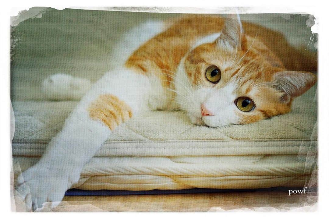 anemone_69のインスタグラム：「🐈 #ハカセとキョウジュ #茶トラ白 #茶白 #cat #猫 #保護猫 . #DreamCanvas_powf . . .」