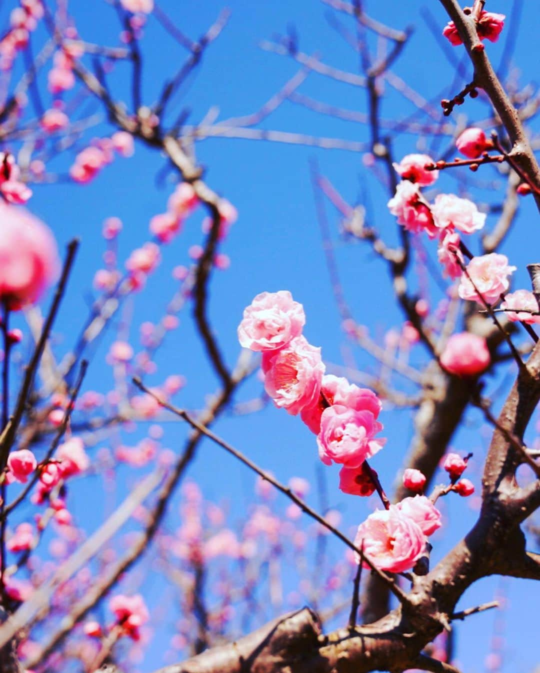 まる（まるたろう）さんのインスタグラム写真 - (まる（まるたろう）Instagram)「Spring is just around the corner.✨🌸🐶🌸✨今日は梅の花を見に行ってきたんだよ〜 #いっぱい咲いてた #梅ってさ桜みたいな派手さはないけど #こじんまりしてて親近感 #梅には梅の良さがあるよね」2月28日 20時54分 - marutaro