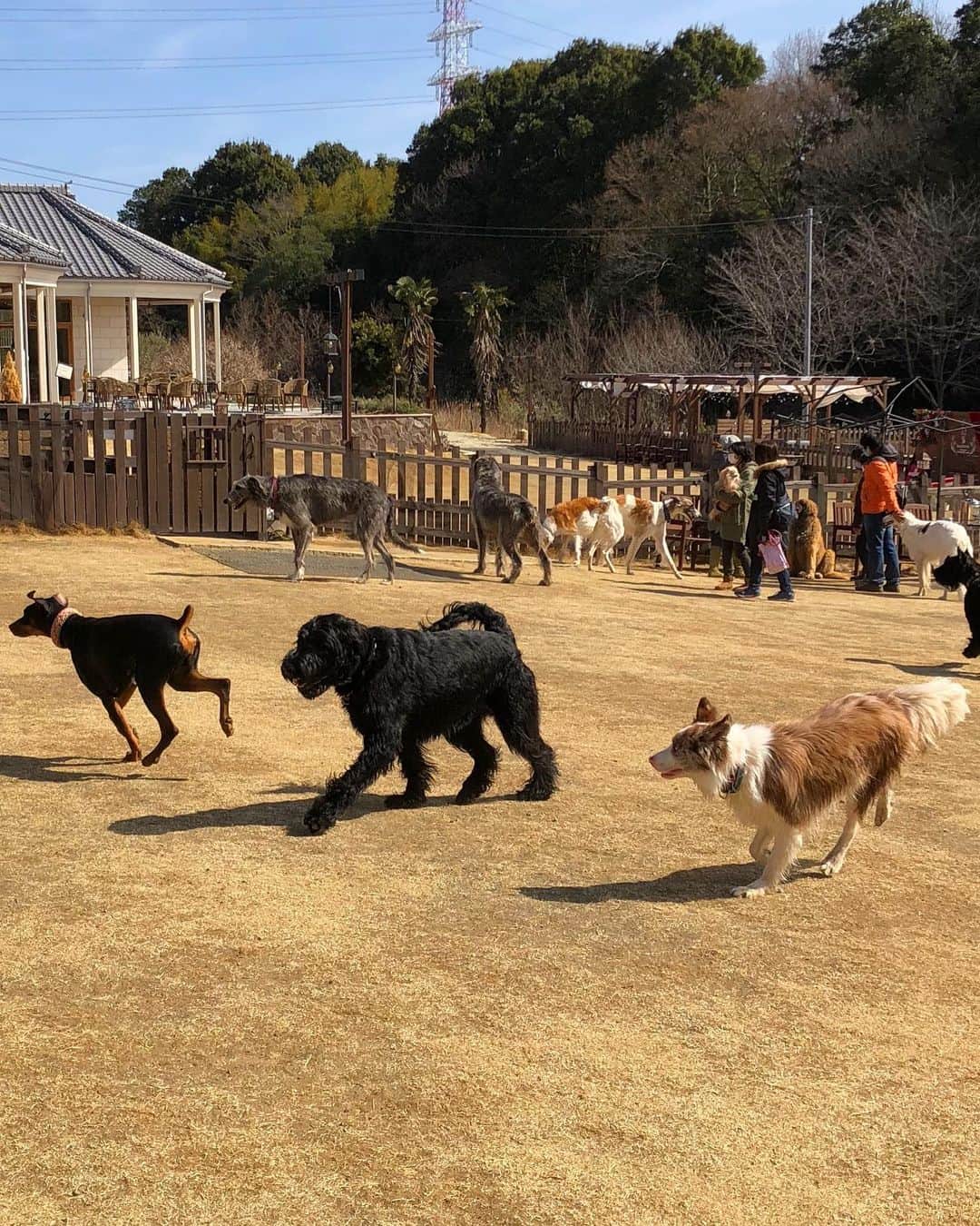 しなしさとこさんのインスタグラム写真 - (しなしさとこInstagram)「. . RAMBER Dog Field④ 超大型犬のビックフレンズ がいっぱいで楽しいね🐕 迫力満点でした💯 さくらお嬢が小さく見える🤣 . .  #しなしさとこ #satokoshinashi #格闘技 #女子格闘技 #ジョシカク#黒シュナ #giantschnauzer #ジャイアントシュナウザー #シュナウザー #schnauzerworld #1歳犬 #シュナスタグラム #犬プール #ドッグラン #ドッグランプール #ドッグカフェ#大型犬のいる生活 #大型犬のいる生活#ramberdogfield #rambercafe#ランバードッグフィールド#しなしさくらお嬢#超大型犬」2月28日 20時54分 - shinashisatoko