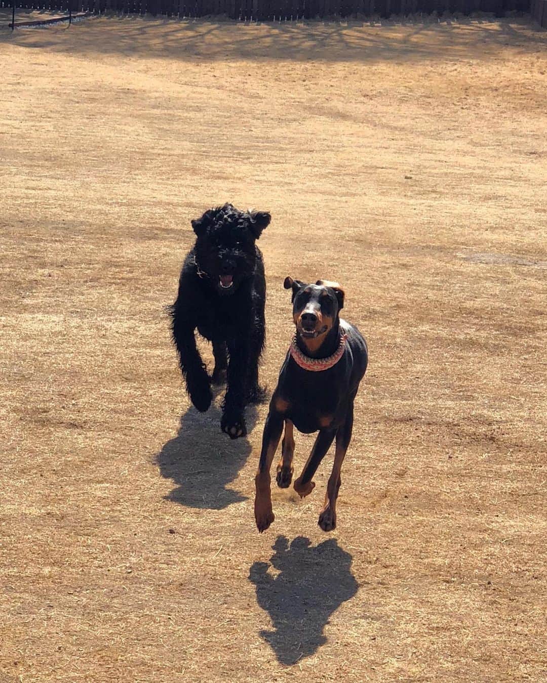 しなしさとこさんのインスタグラム写真 - (しなしさとこInstagram)「. . RAMBER Dog Field④ 超大型犬のビックフレンズ がいっぱいで楽しいね🐕 迫力満点でした💯 さくらお嬢が小さく見える🤣 . .  #しなしさとこ #satokoshinashi #格闘技 #女子格闘技 #ジョシカク#黒シュナ #giantschnauzer #ジャイアントシュナウザー #シュナウザー #schnauzerworld #1歳犬 #シュナスタグラム #犬プール #ドッグラン #ドッグランプール #ドッグカフェ#大型犬のいる生活 #大型犬のいる生活#ramberdogfield #rambercafe#ランバードッグフィールド#しなしさくらお嬢#超大型犬」2月28日 20時54分 - shinashisatoko