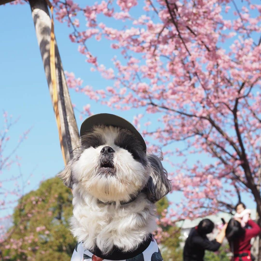 いくらさんのインスタグラム写真 - (いくらInstagram)「🌸🐳 ・ 先週の日曜日は20度越えのポカポカ陽気🌞 ・ 葛西臨海公園で桜と海を堪能してきたよ🐶👍🌸🐳 ・ 河津桜、綺麗で旨そうだったなー🤤🌸🍴 ・ 海ではビキニギャル👯‍♀️👙をナンパしようとしていたみたいだけど…🤦 ・ この時期はまだビキニギャル👯👙いませんからー🤣🤚 ・ 夏まで待っててねー🤣🤙 ・ ・ #葛西臨海公園 #桜 #海 #sakura #ジョソレノソ #シーズー #シーズー好き #シーズー大好きクラブ #シーズー犬好き部 #シーズー大好き部 #シーズー犬 #シーズー大好き #シーズーlove #シーズー部 #ロングまつ毛ワンコの会 #いぬのきもち #鼻ぺちゃ犬 #短足犬 #いぬすたぐらむ #shitzu #shitzumania #shihtzuclub #shihtzuloves #shihtzulovers #shihtzusgram_feature #shihtzugram #시추 #시츄스타그램 #西施犬 #獅子狗」2月28日 21時03分 - i_am_ikura