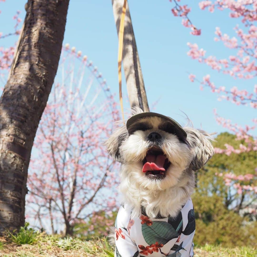 いくらさんのインスタグラム写真 - (いくらInstagram)「🌸🐳 ・ 先週の日曜日は20度越えのポカポカ陽気🌞 ・ 葛西臨海公園で桜と海を堪能してきたよ🐶👍🌸🐳 ・ 河津桜、綺麗で旨そうだったなー🤤🌸🍴 ・ 海ではビキニギャル👯‍♀️👙をナンパしようとしていたみたいだけど…🤦 ・ この時期はまだビキニギャル👯👙いませんからー🤣🤚 ・ 夏まで待っててねー🤣🤙 ・ ・ #葛西臨海公園 #桜 #海 #sakura #ジョソレノソ #シーズー #シーズー好き #シーズー大好きクラブ #シーズー犬好き部 #シーズー大好き部 #シーズー犬 #シーズー大好き #シーズーlove #シーズー部 #ロングまつ毛ワンコの会 #いぬのきもち #鼻ぺちゃ犬 #短足犬 #いぬすたぐらむ #shitzu #shitzumania #shihtzuclub #shihtzuloves #shihtzulovers #shihtzusgram_feature #shihtzugram #시추 #시츄스타그램 #西施犬 #獅子狗」2月28日 21時03分 - i_am_ikura