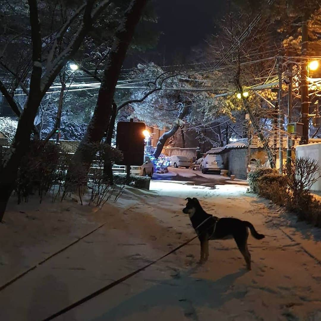 イ・ジュヨンさんのインスタグラム写真 - (イ・ジュヨンInstagram)「밤비의 겨울 봄, 여름, 가을 그리고 유난히 눈이 많이 왔던 이번 겨울까지 드디어 밤비와 사계절을 모두 보냈습니다! 오늘은 밤비와 가족이 된지 1주년되는 날🌼 - 몇 달동안 유기견들을 sns로 보다가 만나게 됐던 밤비. 아직도 고통받는 많은 동물들을 보면 아무것도 해줄 수 없다라는 죄책감과 자괴감에 괴롭지만, 언젠가는 우리나라도 동물들도 행복하게 살 수 있는 나라가 될 수 있을거라는 작은 희망을 가져봅니다. 그리고 제가 할 수 있는 선에서의 작은 실천들을 하며 스스로를 위안하고 있습니다. 조금씩 제가 할 수 있는 일들이 더 많아지길 바라며, 동물들도 하찮게 취급하지않는 세상을 꿈꾸며🙏🏻」2月28日 20時57分 - izoo_young