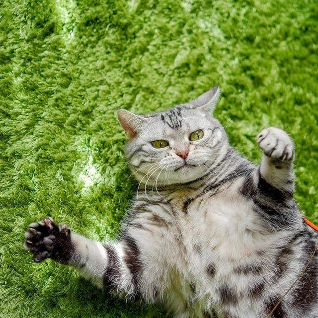 PECOねこ部さんのインスタグラム写真 - (PECOねこ部Instagram)「「おはごろり〜ん」 . #ファイトポーズ！？にも見えるけど🤼‍♀️ #実はこっちにおいでと #誘ってたり？💕 #ふわふわお腹にダイブしたい😹 #ツンデレ猫ちゃん最高です♪  素敵な投稿してくださったのは… @ramustagram さん 他にも素敵なお写真がたくさんあるので、ぜひ遊びに行ってみてくださいね♪  #ペコねこ部 をつけて投稿すると… PECOのSNSで楽しくご紹介させていただきます😋  #ねこ #猫 #ネコ #ねこ部 #にゃんこ #かわいい #cat #cats #catsofinstagram #cats_of_instagram #catstagram #kawaii #meow #catlover #グリーンアイ #ラムネちゃん #ツンデレ #アメリカンショート #アメショ #emerald #ゴロゴロ」2月28日 21時00分 - pecocats