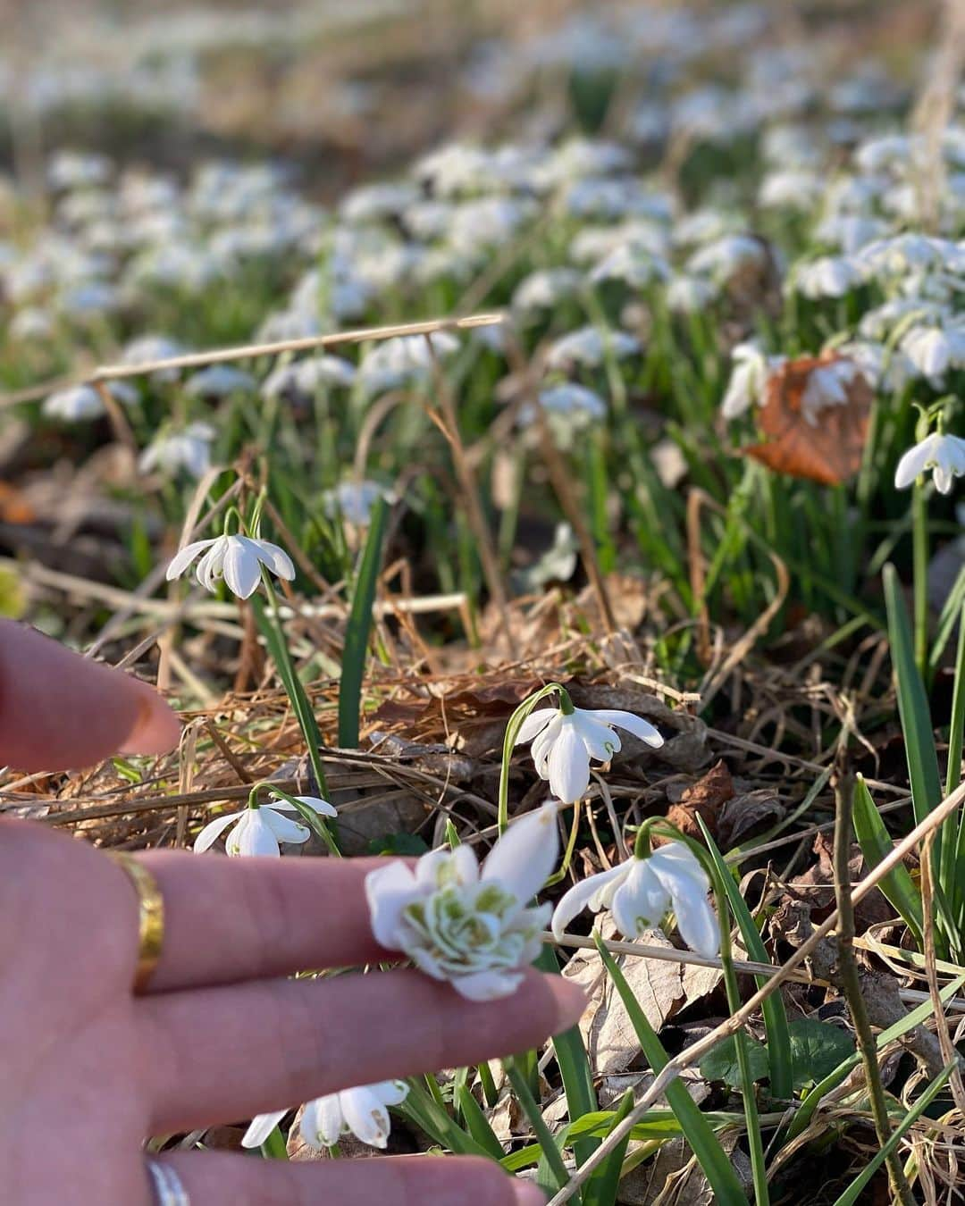 ヴァネッサ・ハジェンズさんのインスタグラム写真 - (ヴァネッサ・ハジェンズInstagram)「Snow drops 💛」2月28日 21時12分 - vanessahudgens