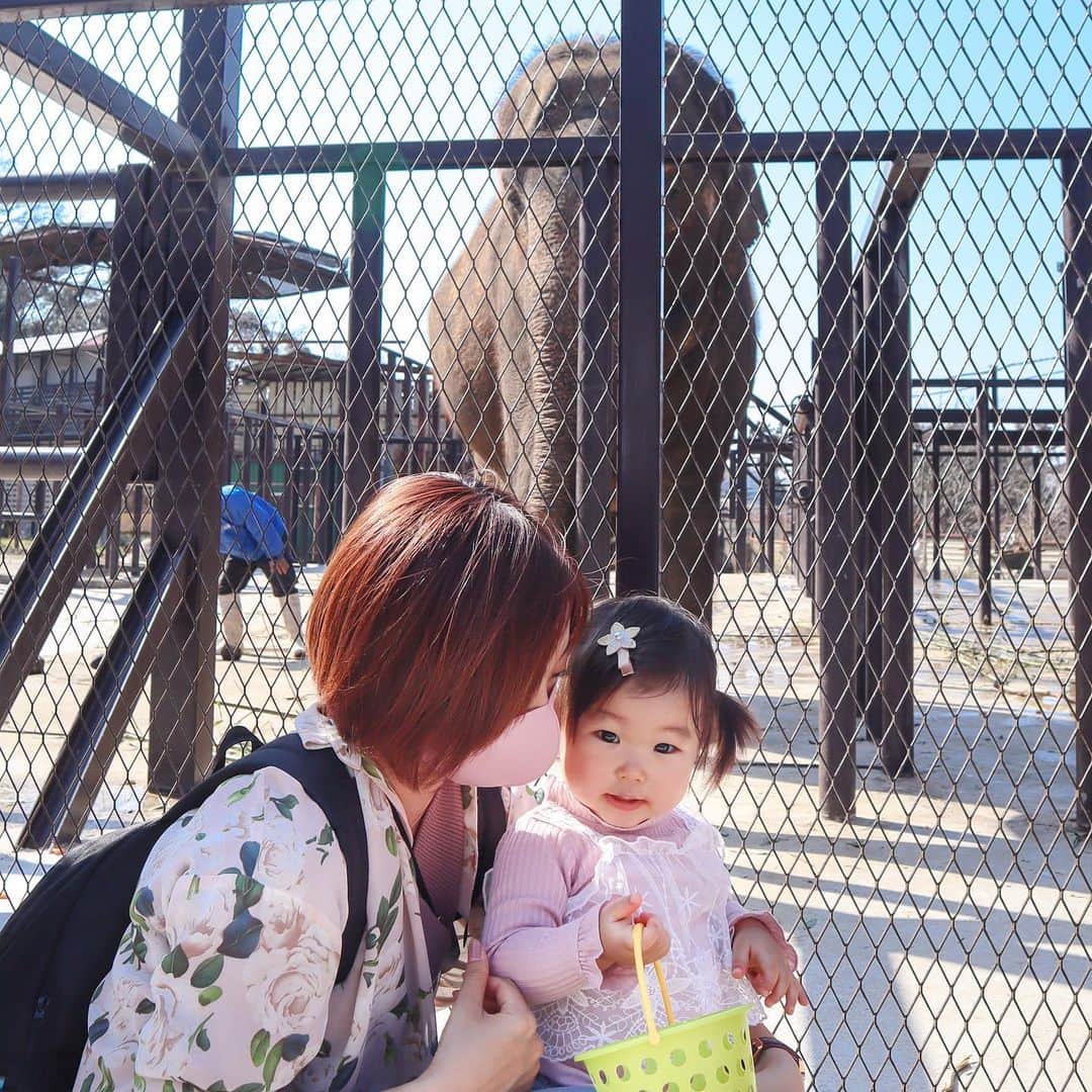 DJ YURiAのインスタグラム：「🐘🐘🐘﻿ ﻿ ﻿ 娘の好きな動物ランキングの﻿ 第2位であるゾウさんに会いに﻿ 市原ぞうの国へ😉 ﻿ 絵本でも写真でも動画でも﻿ 『ゾウさん！ゾウさん！』と言って﻿ いたので、本物も大興奮で叫んだ後﻿ 真剣に観ていました👀﻿ ﻿ 娘より大きな子達が躊躇する中﻿ たくさん動物さん達にごはんも﻿ あげていました🦌🐐🦙🐘🐀﻿ ﻿ 1人でゾウさんにも立ち向かって﻿ 行きました😳﻿ ﻿ なぜこんなに動物が好きなのか🙈﻿ ﻿ リニューアルしたらまた遊びに﻿ 行きたいです☺️﻿ ﻿ ﻿ #🐘 #elephant  #市原ぞうの国  #ぞうさん　 #カピバラさん #子連れ #おでかけ #こどものいる暮らし」