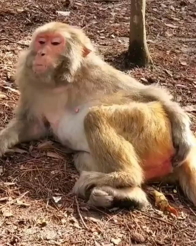 Black Jaguar-White Tiger のインスタグラム
