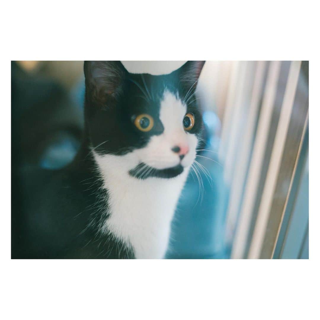 YUNA（芳森由奈）さんのインスタグラム写真 - (YUNA（芳森由奈）Instagram)「. 運　招　幸 . 連載歌詞コラム【#Urock】 今週はDISH//さんの『猫』🐈  そして今月のカフェ紹介では兵庫県・姫路市にある『BUENAVISTA（ブエナビスタ）』さんを紹介しています☕️  猫使いのEONちゃんとロケ行ってきたヨン。ひじ子ちゃんかわいい。  #Uphoto」2月28日 21時30分 - yoshimoriyuna