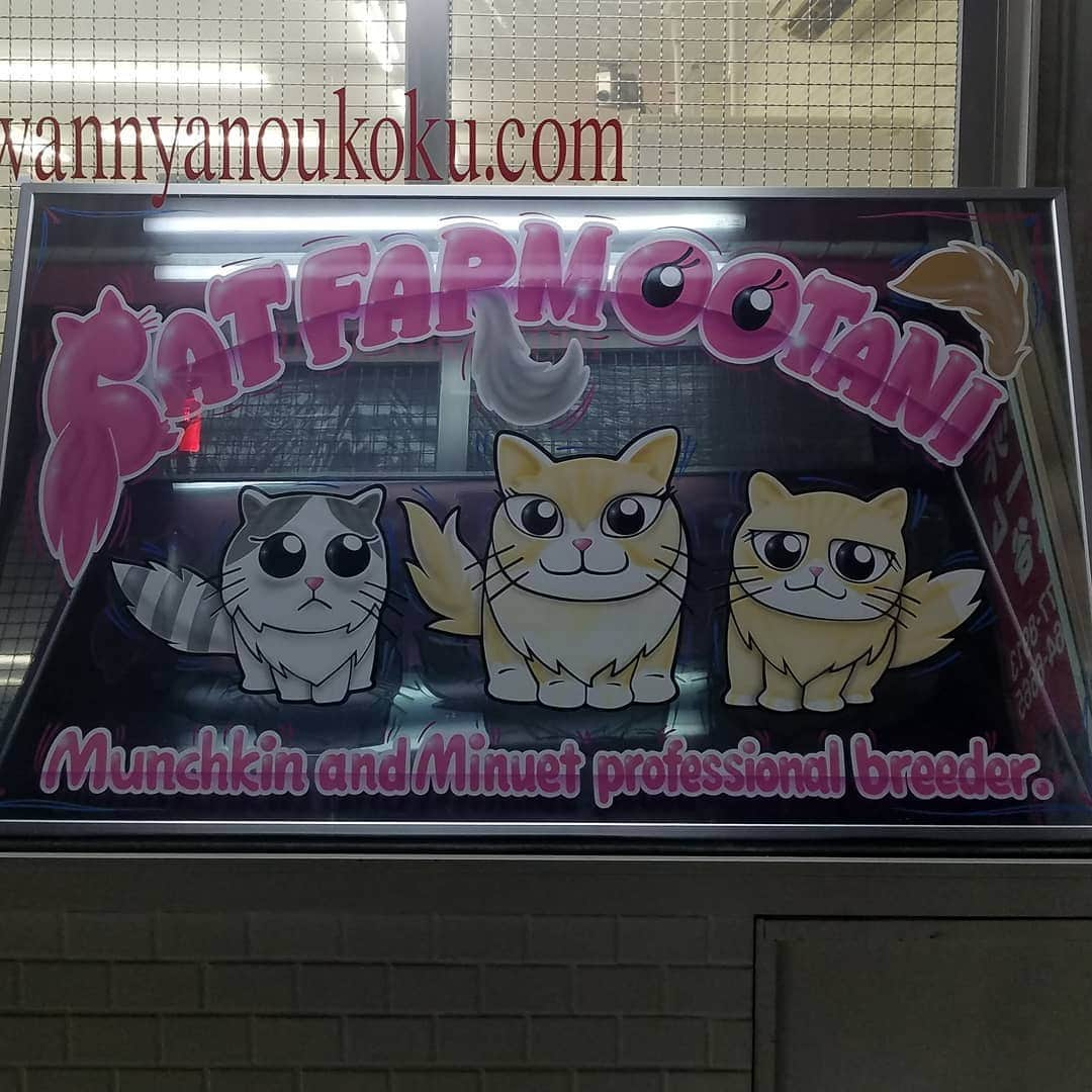 マンチカン(munchkin)キャットファーム大谷さんのインスタグラム写真 - (マンチカン(munchkin)キャットファーム大谷Instagram)「看板のプレゼント🎁を頂きました🤩🎶✨  @sstsutsu 様より製作して頂き店頭に飾らさせて頂いております🎗️💞  ハンドメイドで作って頂きとても可愛いイラストで仕上げて頂いて可愛いです💕😻  ありがとうございました🎶🐈  powered by @sstsutsu works  #キャットファーム大谷#まんちかん#マンチカン#ネコ#こねこ#にゃんこ#猫ちゃん#ねこ部#ニャンスタグラム#猫#ねこ#子猫#モフモフ#モフモフねこ#ミヌエット#短足#ねこすたぐらむ#愛猫#かわいい#ふわもこ部#猫のいる暮らし#マンチカンブリーダー#ミヌエットブリーダー#cat#catsgram #catsofinstagram#instacat#picneko」2月28日 21時30分 - roytar222