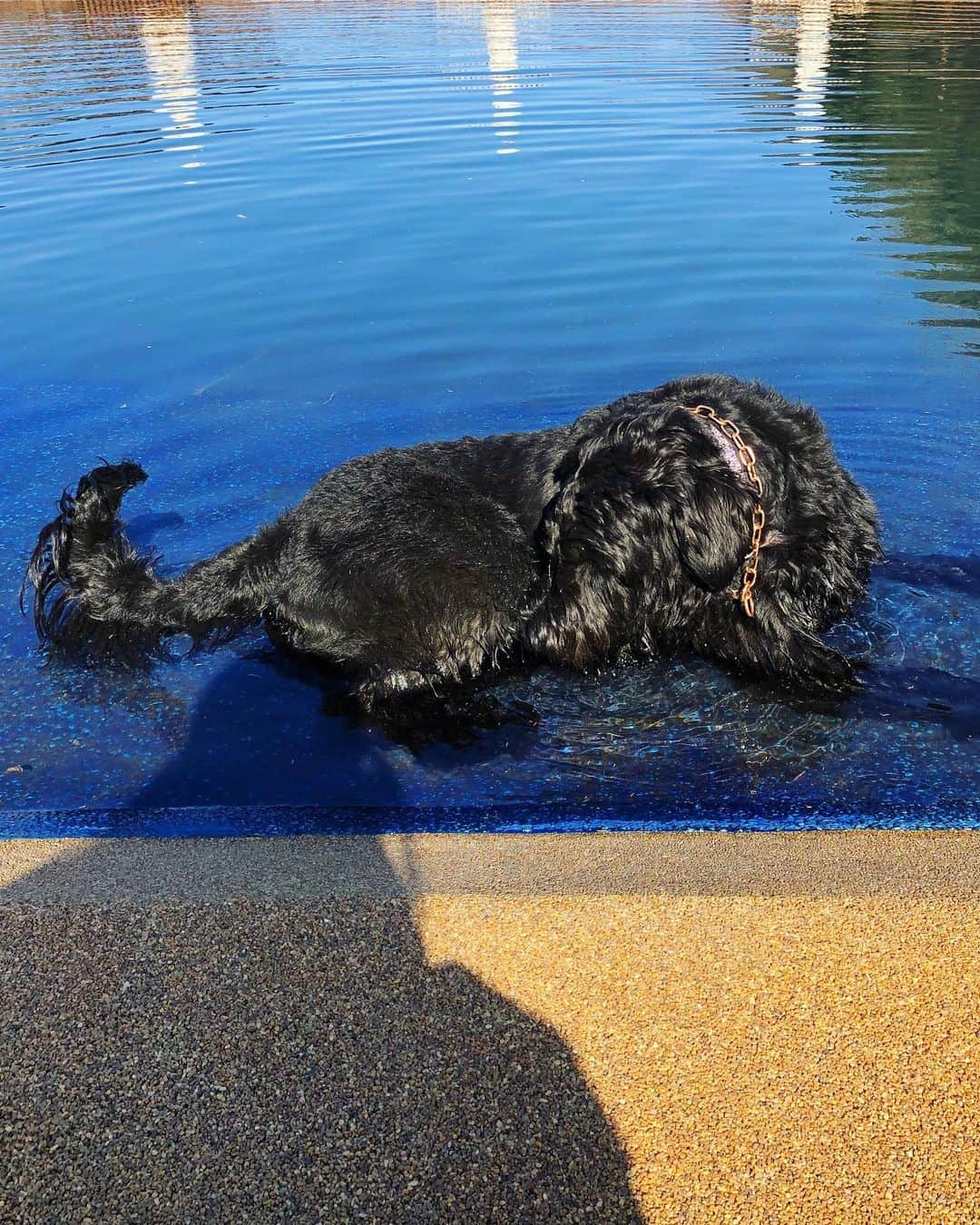 しなしさとこさんのインスタグラム写真 - (しなしさとこInstagram)「. . RAMBER Dog Field⑤ 相変わらずピッチョン水遊び が大好きでひとりピッチョン とクールダウンで水浴び🐕 🌸シャンプーシャワーして から帰れるのもありがたい🛁 . .  #しなしさとこ #satokoshinashi #格闘技 #女子格闘技 #ジョシカク#黒シュナ #giantschnauzer #ジャイアントシュナウザー #シュナウザー #schnauzerworld #1歳犬 #シュナスタグラム #犬プール #ドッグラン #ドッグランプール #ドッグカフェ#大型犬のいる生活 #大型犬のいる生活#ramberdogfield #rambercafe#ランバードッグフィールド#しなしさくらお嬢」2月28日 21時32分 - shinashisatoko