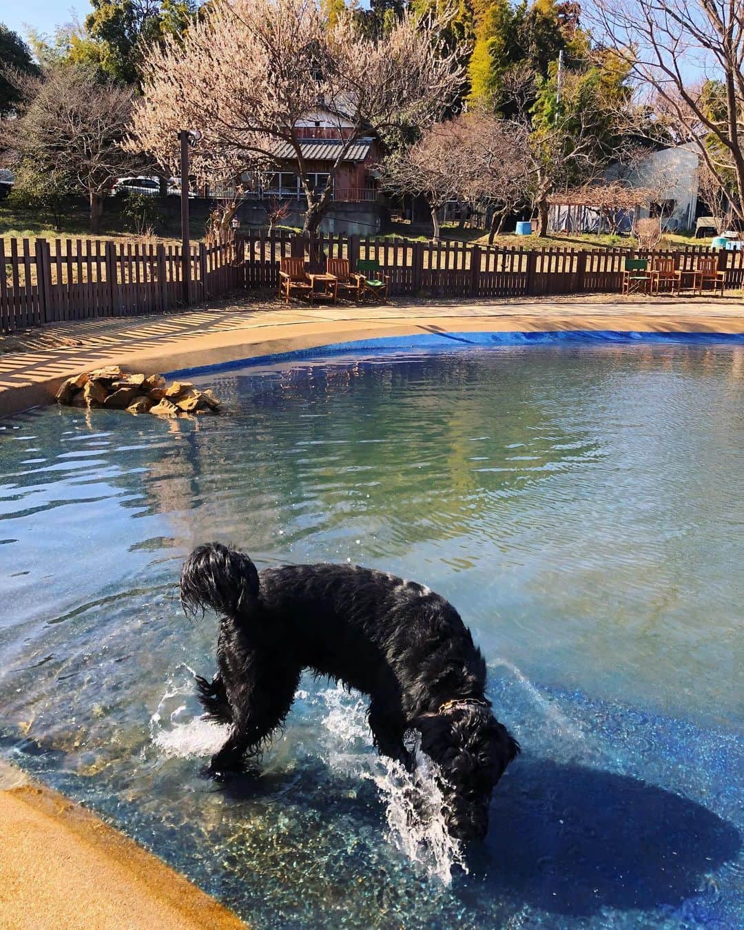 しなしさとこさんのインスタグラム写真 - (しなしさとこInstagram)「. . RAMBER Dog Field⑤ 相変わらずピッチョン水遊び が大好きでひとりピッチョン とクールダウンで水浴び🐕 🌸シャンプーシャワーして から帰れるのもありがたい🛁 . .  #しなしさとこ #satokoshinashi #格闘技 #女子格闘技 #ジョシカク#黒シュナ #giantschnauzer #ジャイアントシュナウザー #シュナウザー #schnauzerworld #1歳犬 #シュナスタグラム #犬プール #ドッグラン #ドッグランプール #ドッグカフェ#大型犬のいる生活 #大型犬のいる生活#ramberdogfield #rambercafe#ランバードッグフィールド#しなしさくらお嬢」2月28日 21時32分 - shinashisatoko