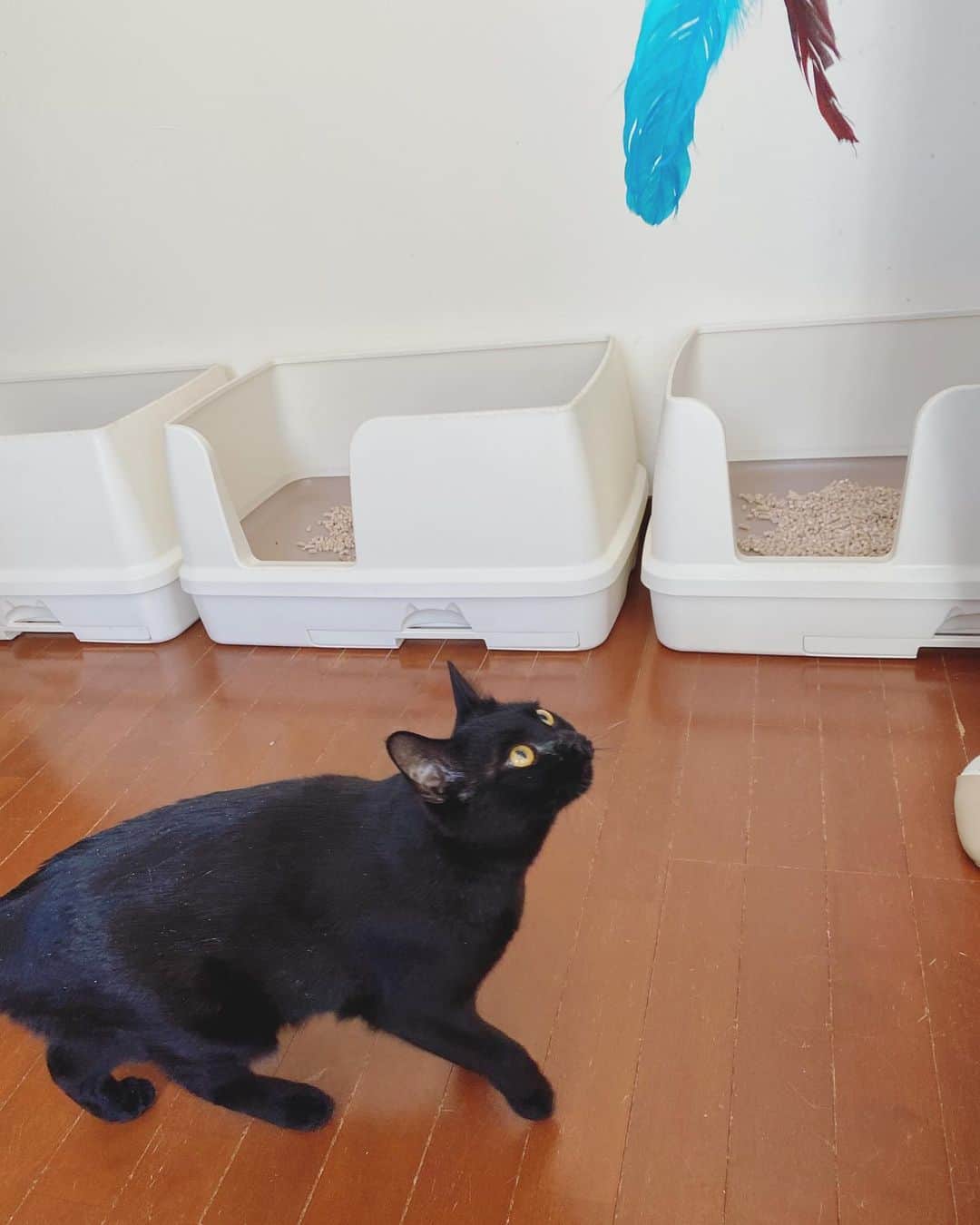 真鈴のインスタグラム：「@nekononamida119  🐈‍⬛🐈‍⬛🐈‍⬛ にゃん達にたくさん遊んでもらいました♡♡♡ みんにゃ、ずっとのおうちを探してます！ちょっとずつ写真も投稿するのでみてもらえたら嬉しいです♡ 興味のある方はストーリーにいっぱい載せたのでそちらもみてね！ #保護猫 #黒猫 #かわいい #猫好きさんと繋がりたい」