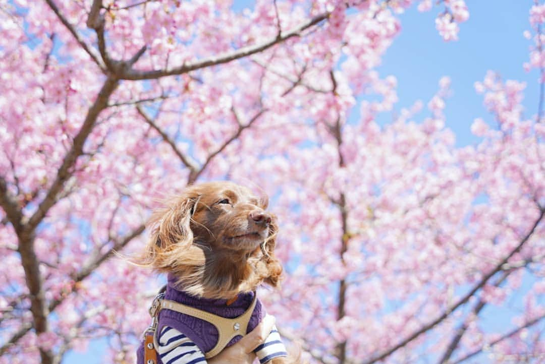 etsukoさんのインスタグラム写真 - (etsukoInstagram)「* 2021.02.28 Alohaさん月間🌸終了 * * * 🐶💬 『あーちゃんと 母さんの happy birthday月間が 終わるですよ～ 』 * * * 👧💬 『 近くの🌸も ササッと楽しめたしね。素敵なAlohaさん月間になったかな。』 * * * #アロハの誕生月2021 #母さんの誕生月2021 #アロハと花巡り2021  #神奈川散歩  #ご近所散歩 #河津桜 #あろまっぷ #ミニチュアダックスフンド #ミニチュアダックス #ダックスフンド #ダックス #犬のいる暮らし #ワンコなしでは生きて行けません会  #inuくらぶ_jpn  #inuclub_jpn  #dogstagram  #flowerstagram  #ig_dogphoto  #ig_flowers  #wooftoday  #instaflower  #instadog #whim_fluffy  #todayswanko  #alohahappy🐶  * * *」2月28日 21時35分 - aloha_with_etsuko