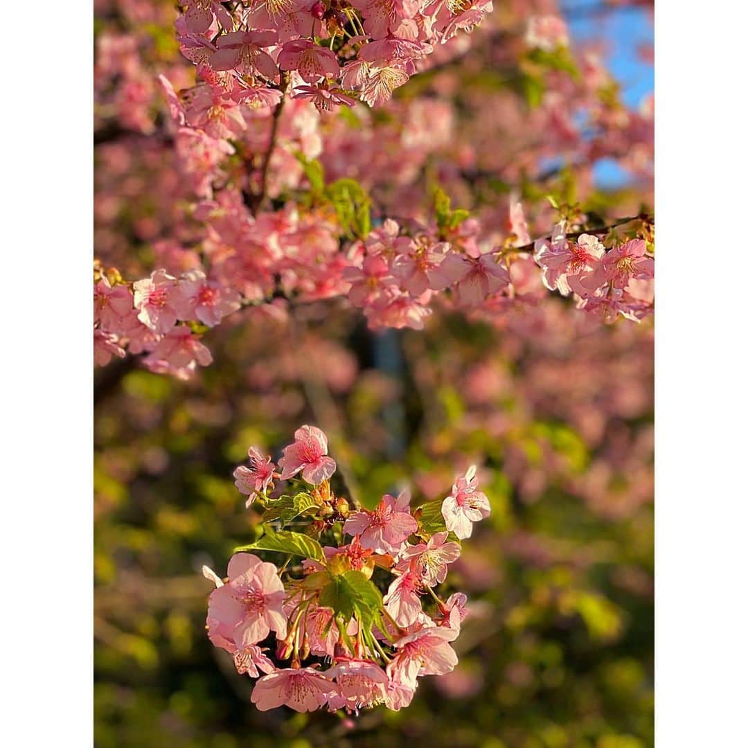 松本蘭のインスタグラム：「#いつも行く公園 の #河津桜 が満開🌸 #気持ちがほっこり ☺️ #お花は癒し」