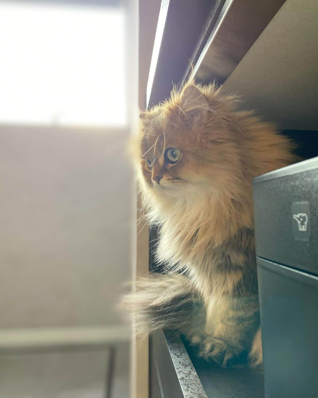 にこさんのインスタグラム写真 - (にこInstagram)「Niko found a new safe place. Next to the rice cooker🙊💓  炊飯器の横にニコ。  #猫 #cat #chill #hiding #safeplace  #kitchen #隠れ場所 #キッチン #炊飯器」2月28日 21時42分 - nikon.neko.official