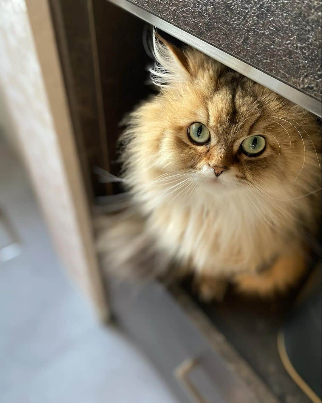 にこのインスタグラム：「Niko found a new safe place. Next to the rice cooker🙊💓  炊飯器の横にニコ。  #猫 #cat #chill #hiding #safeplace  #kitchen #隠れ場所 #キッチン #炊飯器」