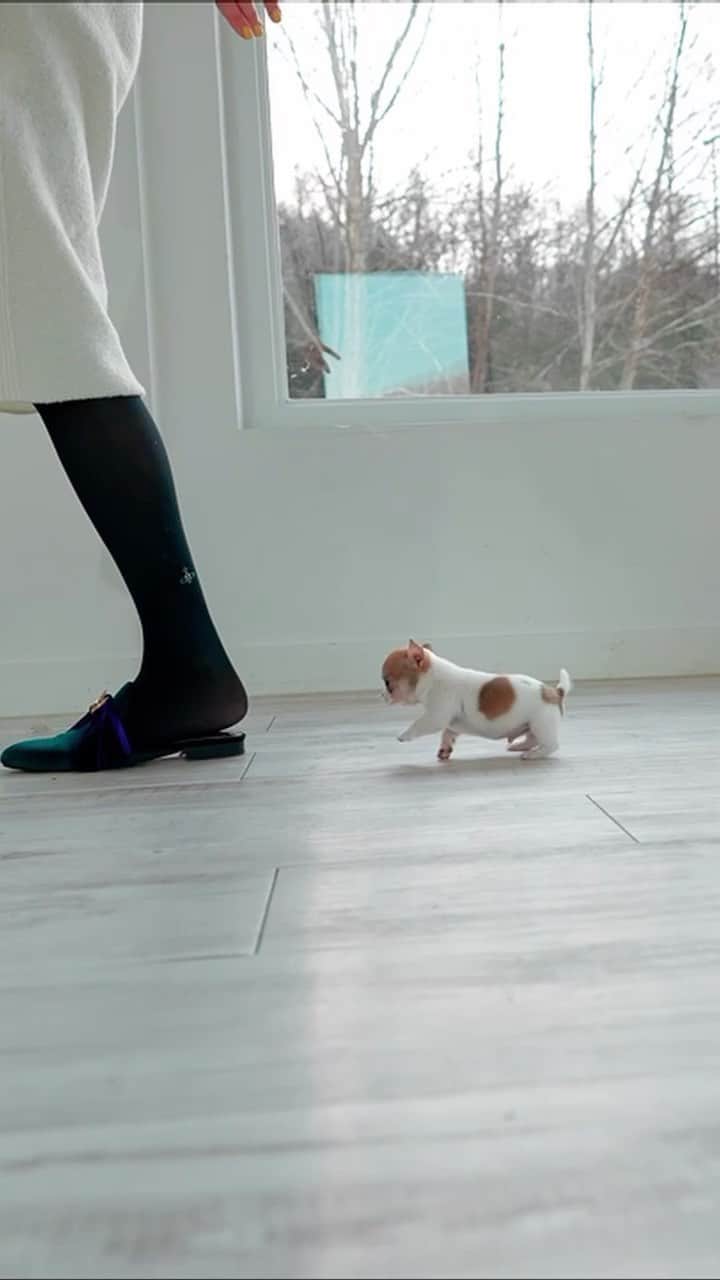 Rolly Pups INCのインスタグラム