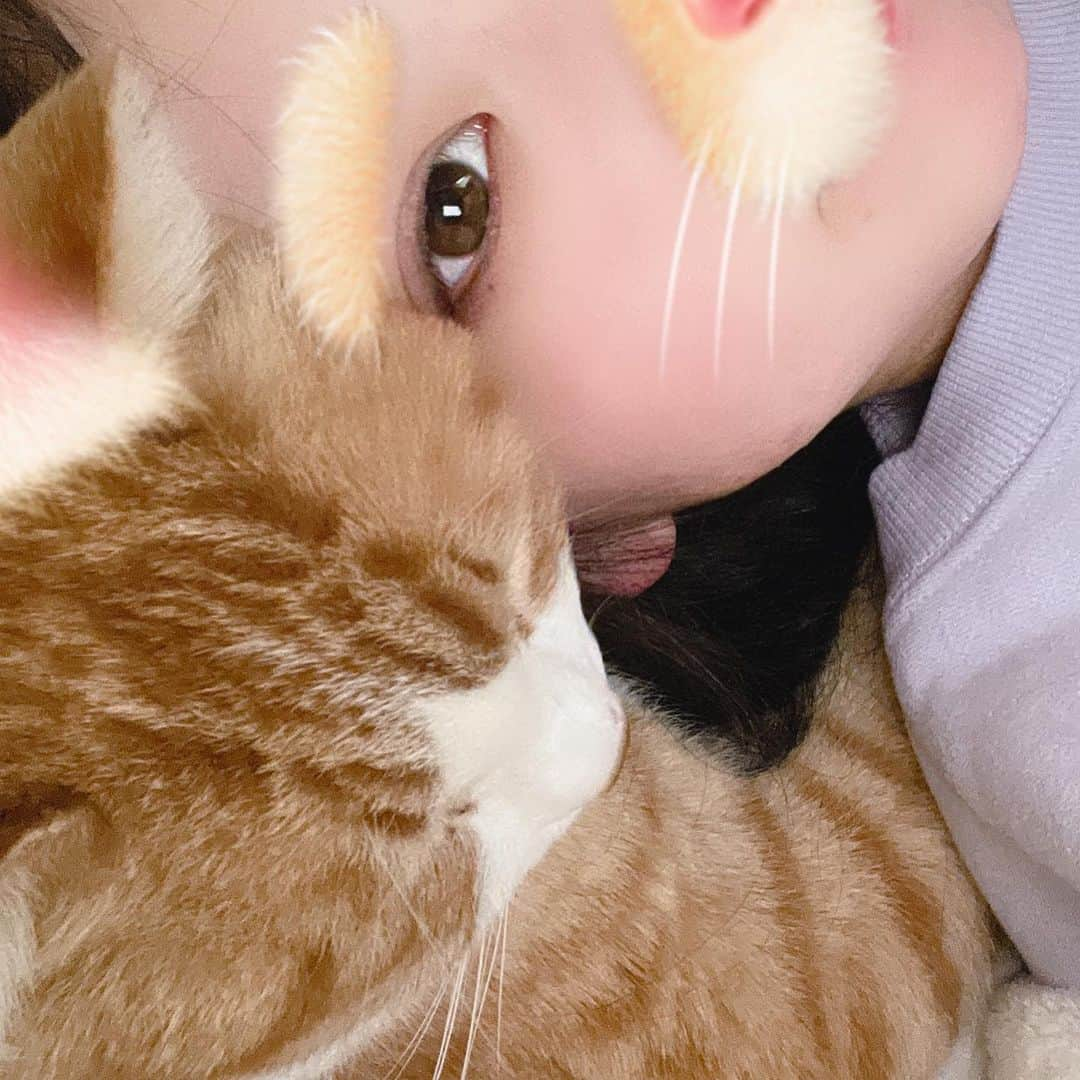 中野みやびさんのインスタグラム写真 - (中野みやびInstagram)「🐈  #ねと #ねと様 #猫 #cat #ねこすたぐらむ #ねこすたグラム #ねこすた #猫のいる暮らし #猫好き #かわいすぎる #かわいい #cute #love #大好き #癒し #茶トラ #中野みやび #みやび」2月28日 21時49分 - n_miyabi0123