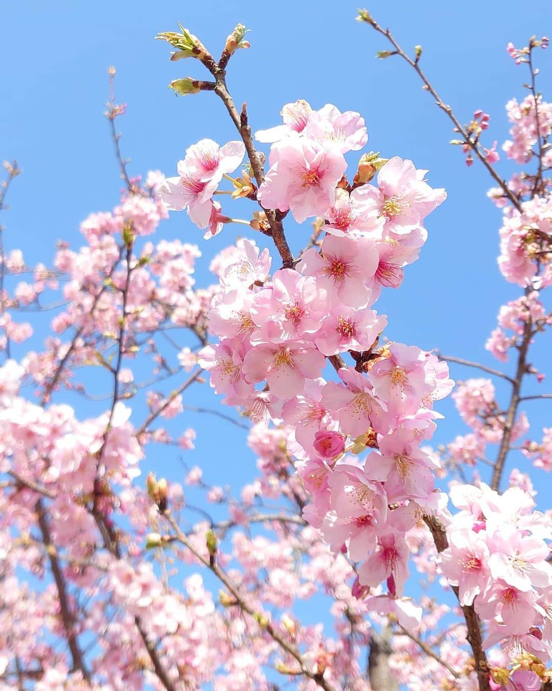 清水優美さんのインスタグラム写真 - (清水優美Instagram)「🌸🐦🌸🐦  近くに咲いていた桜を見てきました☺️💓 とっても綺麗で癒やされました〜✨  いい天気すぎたから 加工無しできれいに撮れた＾＾  ＊」2月28日 22時04分 - _yumishimizu_