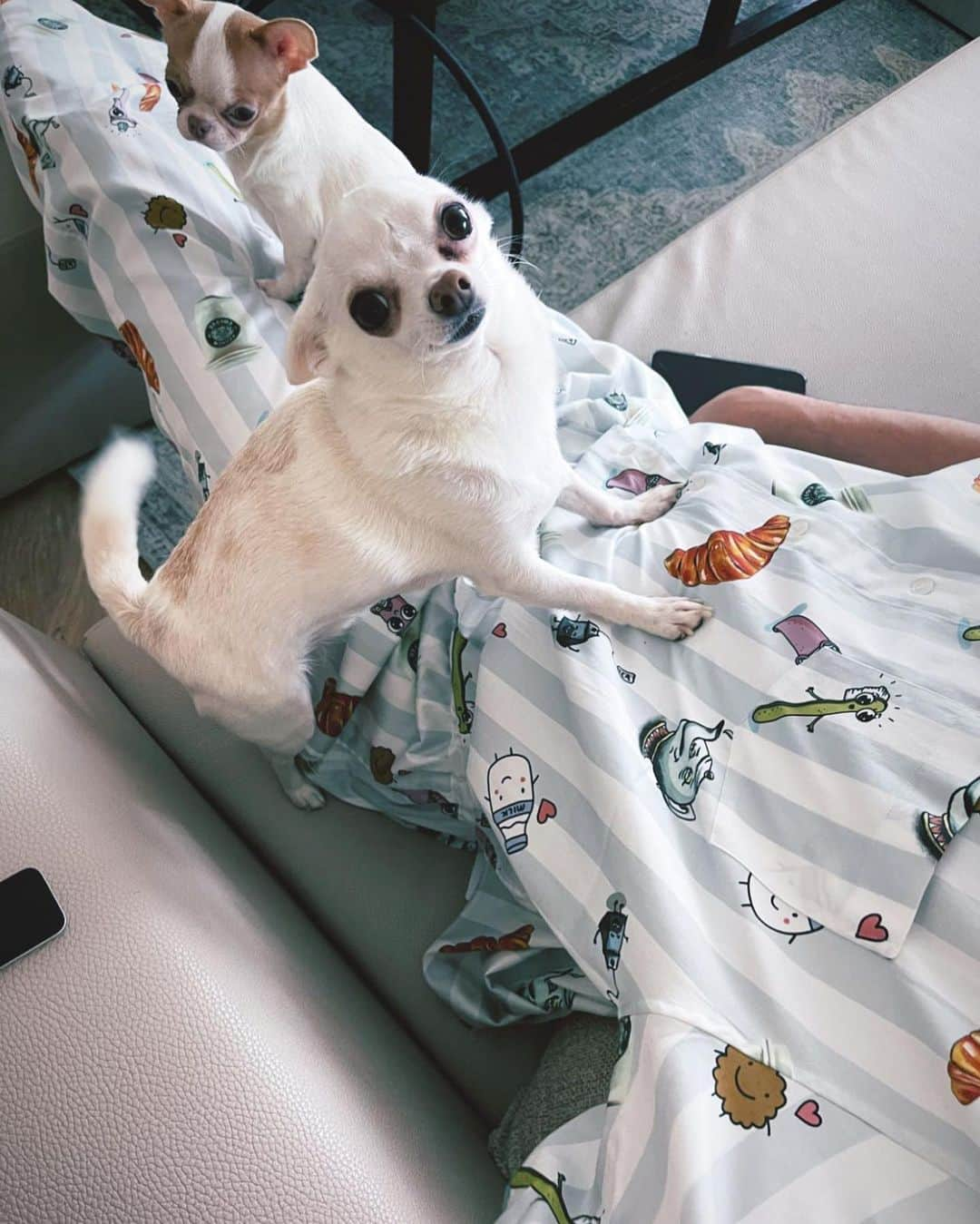 ヴェトモンさんのインスタグラム写真 - (ヴェトモンInstagram)「#DOGMENTS SUNDAY?   DISCOVER POPLIN PYJAMA ONLINE www.matchesfashion.com @matchesfashion   PIC: @lerika_in_space」2月28日 22時10分 - vetements_official