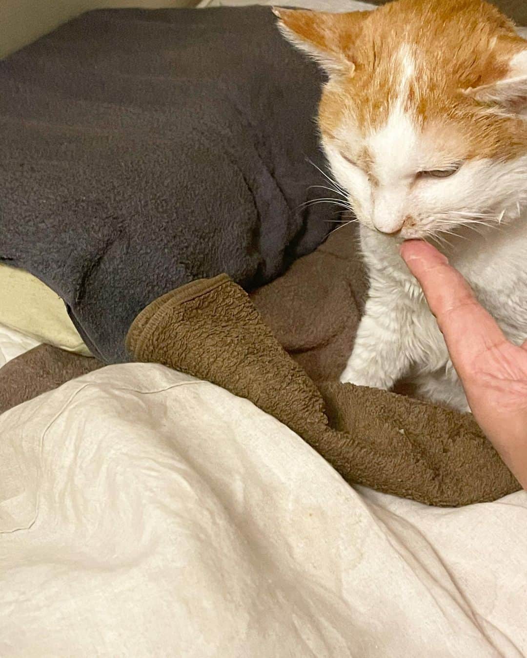 猫沢エミさんのインスタグラム写真 - (猫沢エミInstagram)「今夜は本一冊分の校正作業。  集中すると、イオちゃんをうっかりひとりぼっちにしてしまうので、近所の友達にイオシッターをお願いして来てもらった。  まずは英気を養う。 @andagyoza の助かる冷凍餃子3種をどぱんと茹でて、あとはター菜のおきあみ塩炒め。餃子は先日、スタイリストの梅ちゃんが、「これだけ食べてたら、なんとかなるから。」と置いてってくれたもの。  イオちゃんは友達の手から、とりささみちゅ〜るをもらって一本完食。ちょっと起き出してきて、おトイレ後、カウチの下のベッドへ入った。調子がよい証拠だ。  モルヒネパッチのタイミング、すこし悩んでいたのだけど、痛みが抑えられて柔和な表情になったイオを見て、やっぱり週末前に貼ってもらってよかったと思った。  24時間、愛猫の様子を見ている飼い主が、最終的にはいちばんの判断者になるのだ、というのは今回イオの介護をしてみて、なんども感じたこと。  些細な表情の変化、声にならない訴えをきちんと汲み取ること。緩和ケアは、これがなにより大切なことだと思う。  #猫沢銘品　#猫沢飯　#猫沢イオ　#イオの扁平上皮ガン日記　#ユピ坊　#CHANECHOES」2月28日 22時11分 - necozawaemi