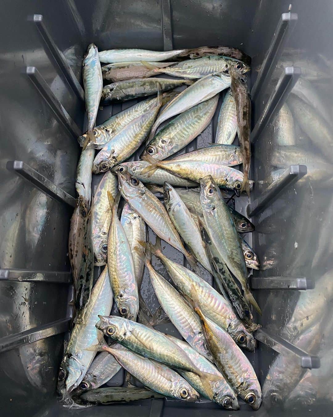 KANAさんのインスタグラム写真 - (KANAInstagram)「今日は朝から携帯放置でずーっと釣りしてた🎣まずはサビキでアジを釣りましょう笑笑笑 めっちゃ大変やった笑笑 ちっさなフグやアラカブたちもたっくさん釣れたよ💓 狙って釣れた 25センチくらいあるフグ🐡ちょっと嬉しかった💓 本命のカンチャンも大量〜💓 まぢ今日は最高でした♪ #釣り #釣り好きな人と繋がりたい #釣り人 #アラカブ #フグ #コブダイ #たんこぶゲーム #大分県 #防波堤 #ショア #どんなもんぢゃーーーい #thesea」2月28日 22時16分 - k.kana_3sea