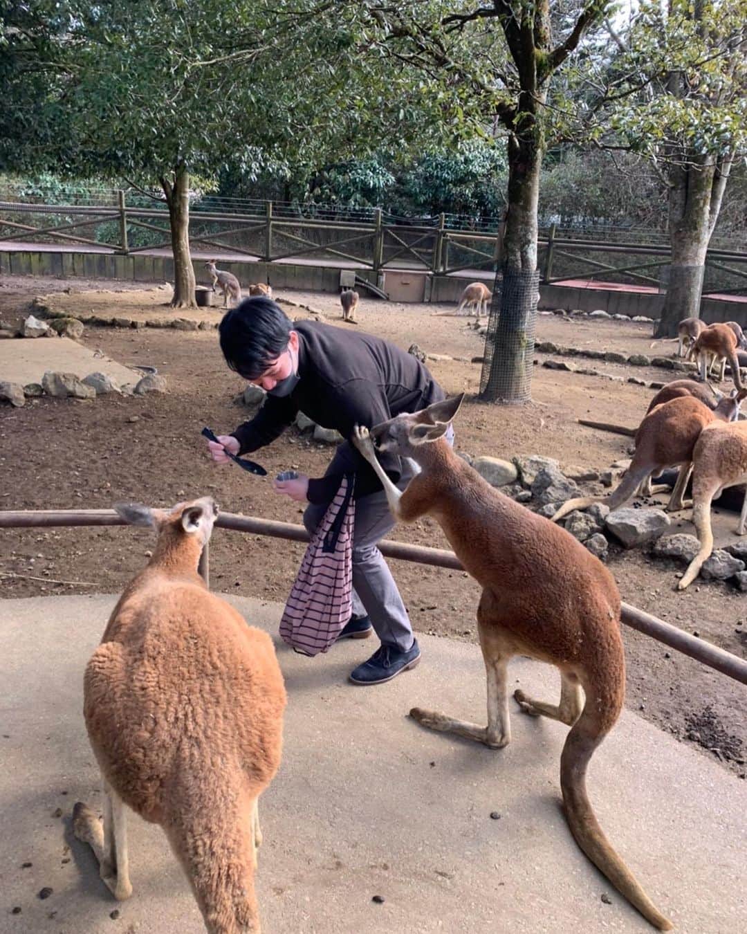 瀬崎一耀さんのインスタグラム写真 - (瀬崎一耀Instagram)「1週間のお休みを頂き、念願の富士サファリパークへ🥲 カンガルーにがっちりホールドされましたが、こんなに動物との距離が近い動物園は中々ないのでたまりませんでした🤤 全部飼いたい！！  #富士サファリパーク #動物好きな人と繋がりたい  #カンガルー  #ライオン  #キリン  #シマウマ  #犬の館 #animals  #animalphotography  #animallovers  #zoo  #zoophotography  #kangol  #zeebra  #dog  #dogstagram  #doglover  #lion」2月28日 22時23分 - ikko_sesaki