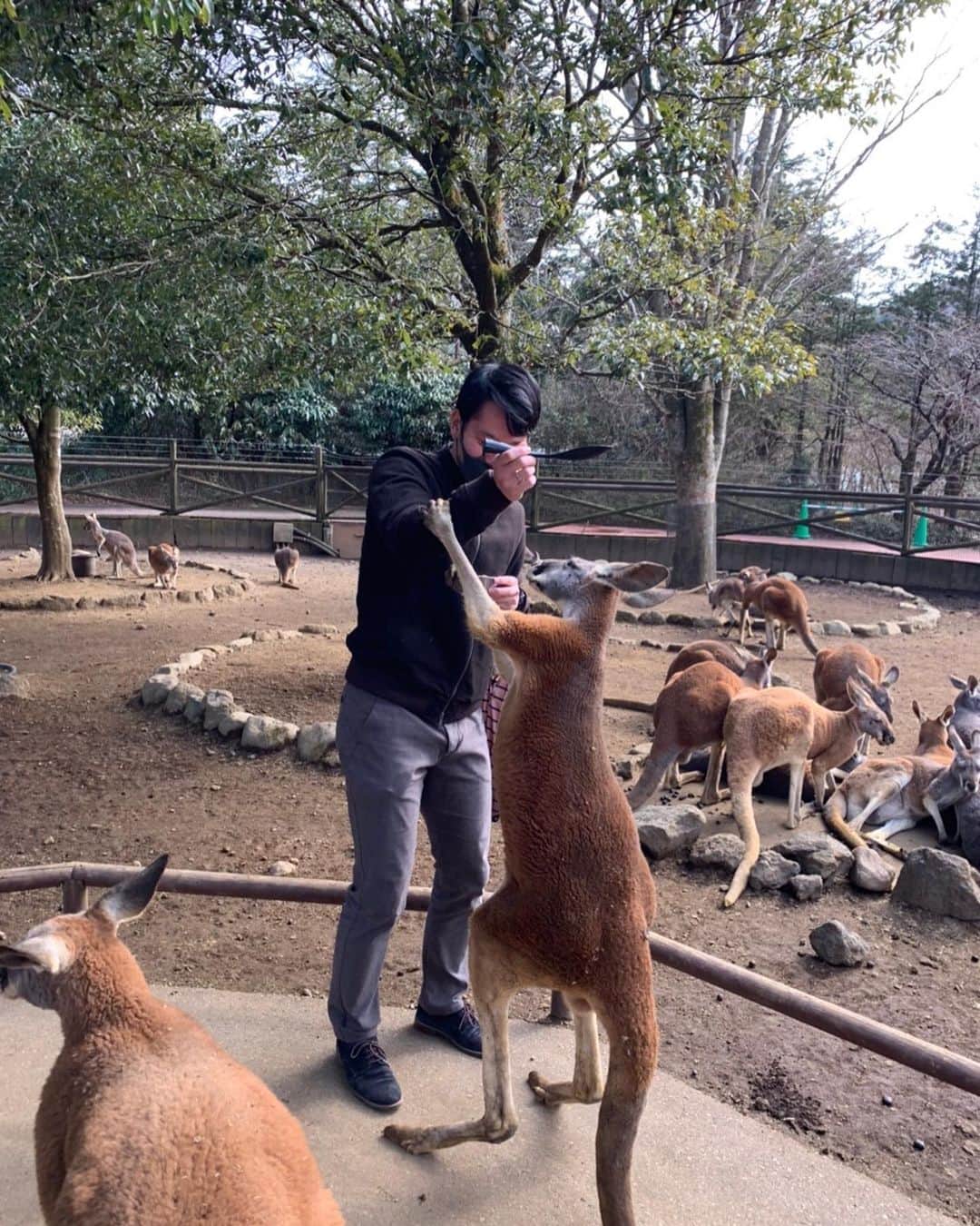 瀬崎一耀さんのインスタグラム写真 - (瀬崎一耀Instagram)「1週間のお休みを頂き、念願の富士サファリパークへ🥲 カンガルーにがっちりホールドされましたが、こんなに動物との距離が近い動物園は中々ないのでたまりませんでした🤤 全部飼いたい！！  #富士サファリパーク #動物好きな人と繋がりたい  #カンガルー  #ライオン  #キリン  #シマウマ  #犬の館 #animals  #animalphotography  #animallovers  #zoo  #zoophotography  #kangol  #zeebra  #dog  #dogstagram  #doglover  #lion」2月28日 22時23分 - ikko_sesaki