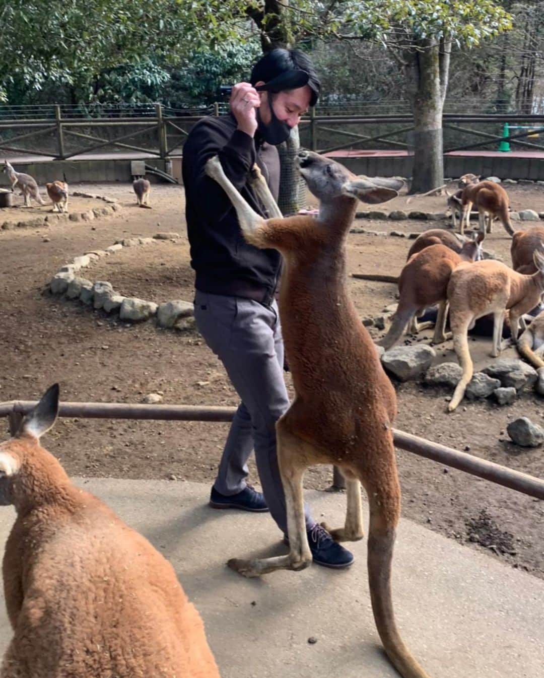 瀬崎一耀のインスタグラム：「1週間のお休みを頂き、念願の富士サファリパークへ🥲 カンガルーにがっちりホールドされましたが、こんなに動物との距離が近い動物園は中々ないのでたまりませんでした🤤 全部飼いたい！！  #富士サファリパーク #動物好きな人と繋がりたい  #カンガルー  #ライオン  #キリン  #シマウマ  #犬の館 #animals  #animalphotography  #animallovers  #zoo  #zoophotography  #kangol  #zeebra  #dog  #dogstagram  #doglover  #lion」