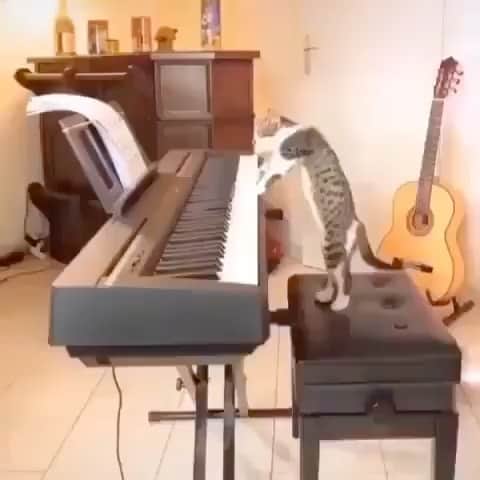 Cute Pets Dogs Catsのインスタグラム