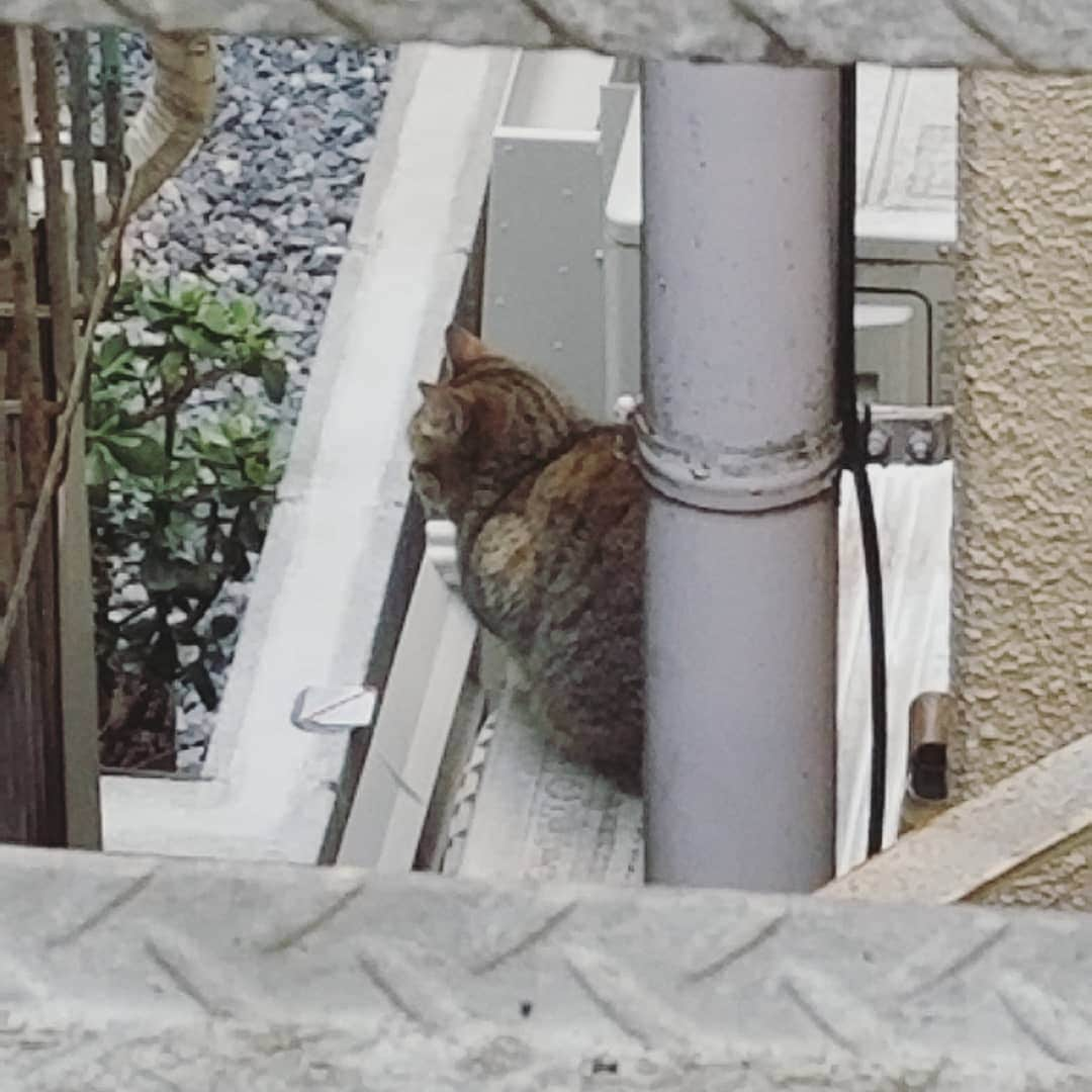 山口綾子のインスタグラム