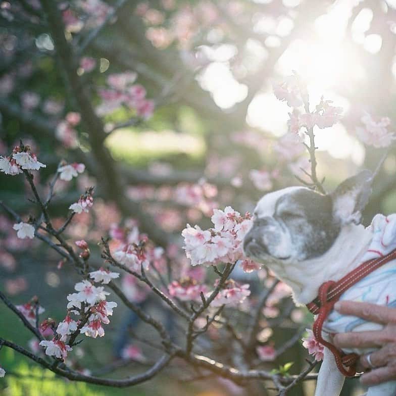 のインスタグラム：「*. 2月の思い出 *. 母さんが撮ってくれた 桜とマドの写真。 目を閉じてしまいました。 おめめぱっちり撮って欲しかったんだけど‥‥👁👁 *. *. g'n☆」