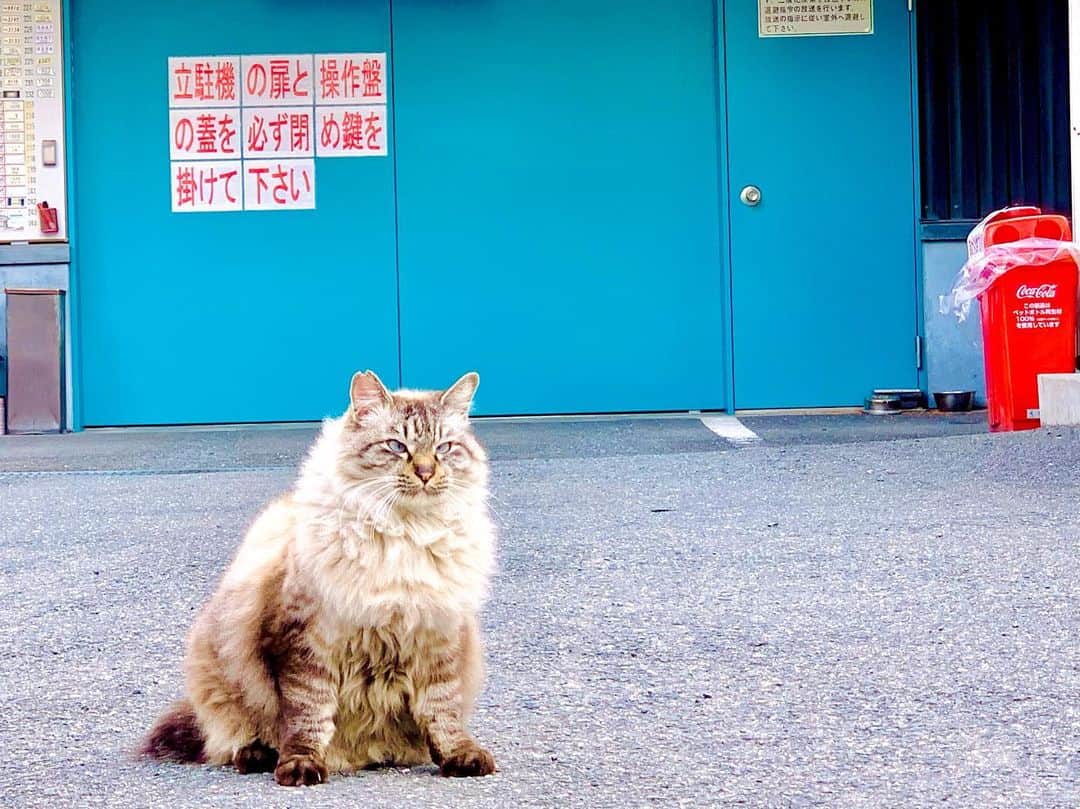 越野翔子のインスタグラム：「今日も、ジブってます。 猫さん。 お写真撮らせて頂きましたm(__)m  トトロと名付けました。  #お散歩始めました ＃猫さん #トトロ」