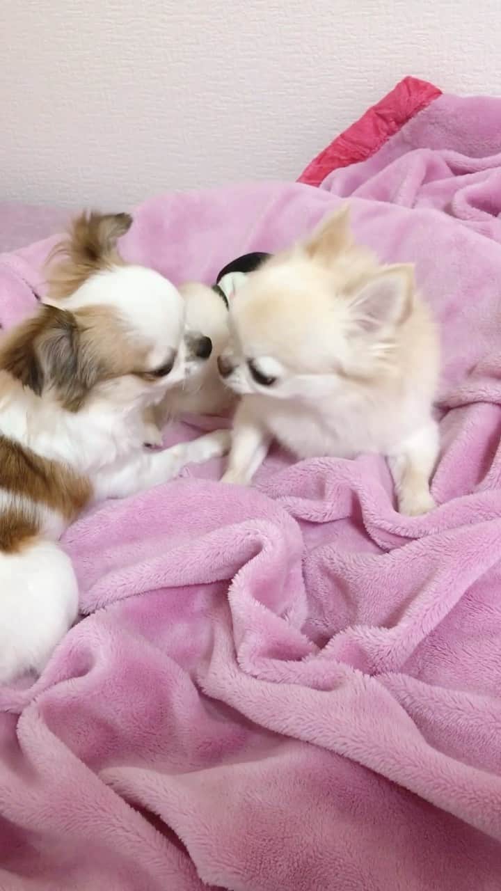 ∞maki∞??????のインスタグラム：「・ ・ ・ ・ ・ なんだか楽しそうなふたりだよ🤣💓💓💓 ・ ・ ・ ・ ・ #ずっとじゃれてるから撮ってみた😂💓 #Movie#動画#いちゃいちゃ#長いけど良かったら見てね#可愛い曲付けたら消された😢 #dog#Chihuahua#Chihuahualove#Chihuahualife#instaChihuahua#IGersJP#all_dog_japan#happy#cute#love#犬#愛犬#イヌスタグラム#ちわすたぐらむ#チワワ#ロングコートチワワ#多頭飼い#可愛い#癒し#幸せ#Goodnight#おやすみ#ｵﾐﾂﾑ#叔父と甥っ子」