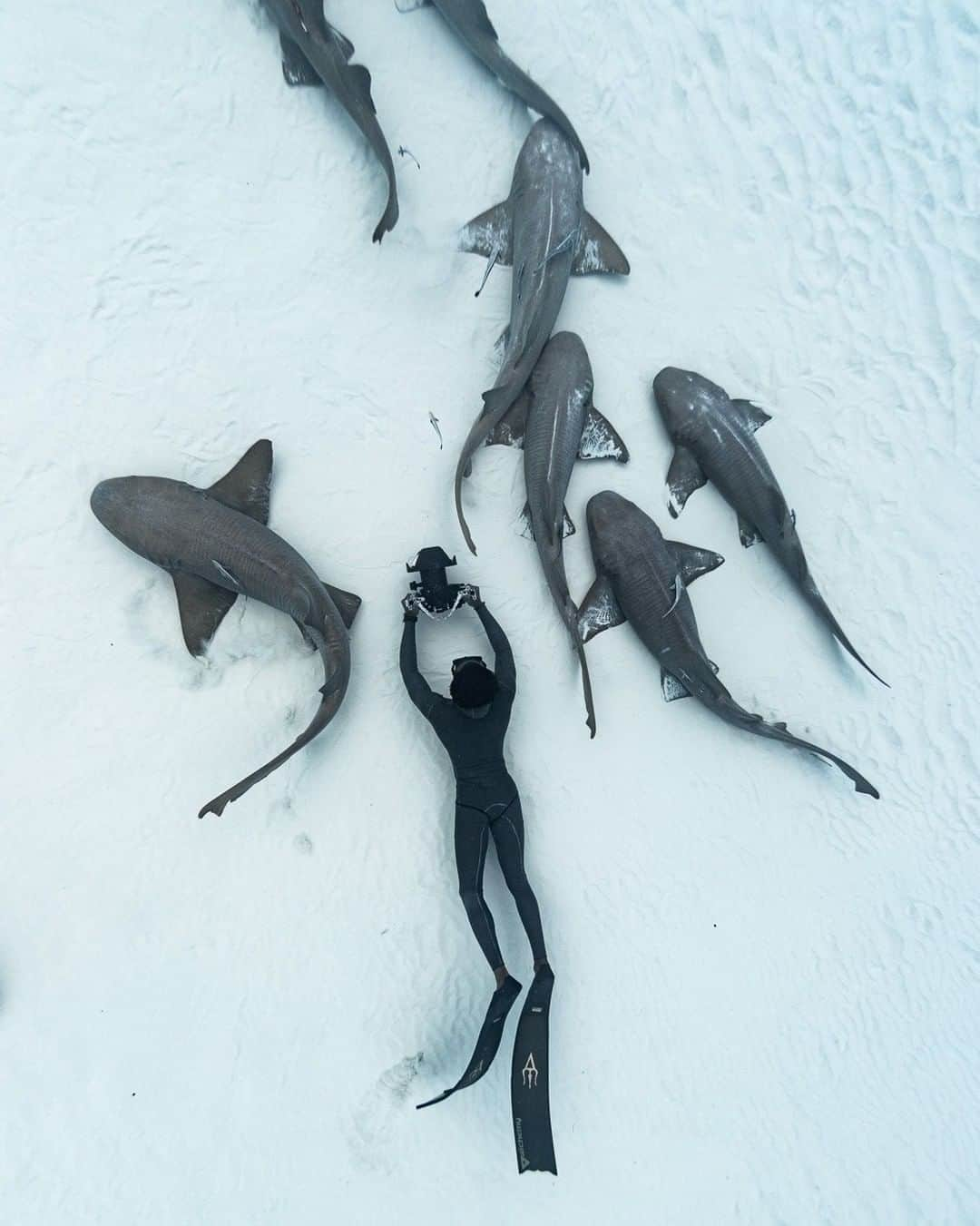 Discoveryさんのインスタグラム写真 - (DiscoveryInstagram)「Insert human here 🤿 People’s perspectives of sharks usually stem from their lack of personal experiences. The average person has probably never been in the water with a shark, however, because of what they’ve seen, they’ve developed a fear. Being an experienced diver, I realize that since we’re only visitors in the shark’s home, we need to act accordingly and I encourage other divers to do the same. 🦈🎥🇧🇸   Photo of Bahamian freediver @andremusgrove by @iamjuliawheeler diving with @bahamasdiveguides    #SharkDiving #BahamasDiveGuides #SwimWithSharks #FreediveBahamas #DiveBahamas #Bahamas #Freediving #potd #sharks #blackhistorymonth」2月28日 23時30分 - discovery