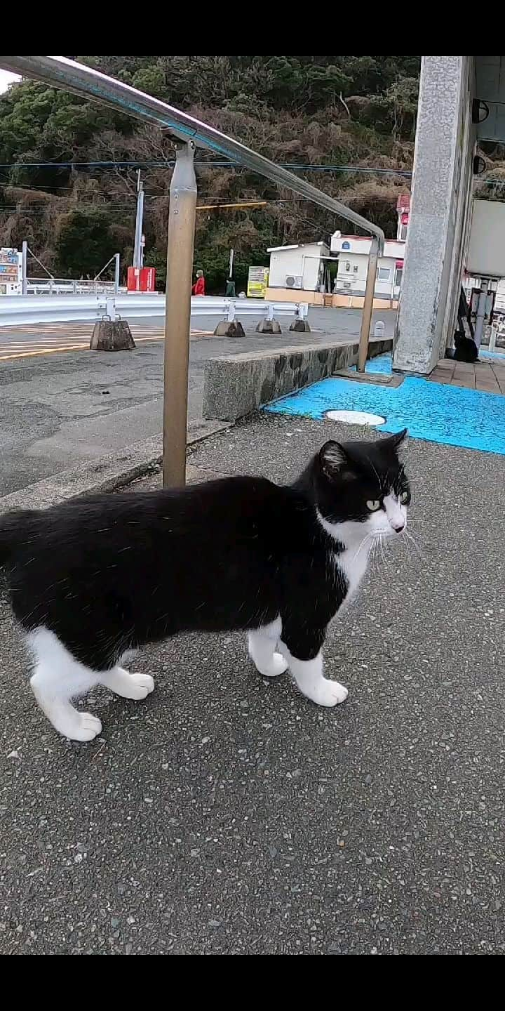 感動猫動画のインスタグラム