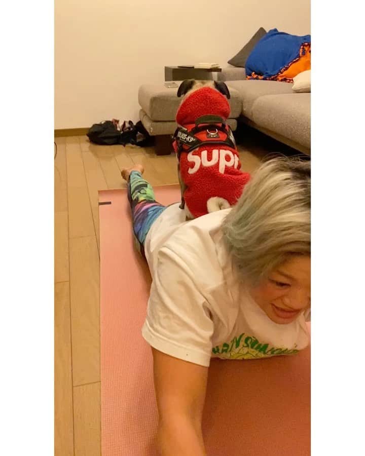 高橋奈苗のインスタグラム：「今日のトレーニング💪🏻💪🏻  @nawo04 さんのトレーニングは身体の芯に力が入って背が高くなった気がするほど、針金効果(笑)  ベイビーも、私の動きに動じず乗りこなし続けるから、針金効果(笑)  すげーい！  #pug #training #SEAdLINNNG #高橋奈七永 #パグ　#犬とトレーニング」
