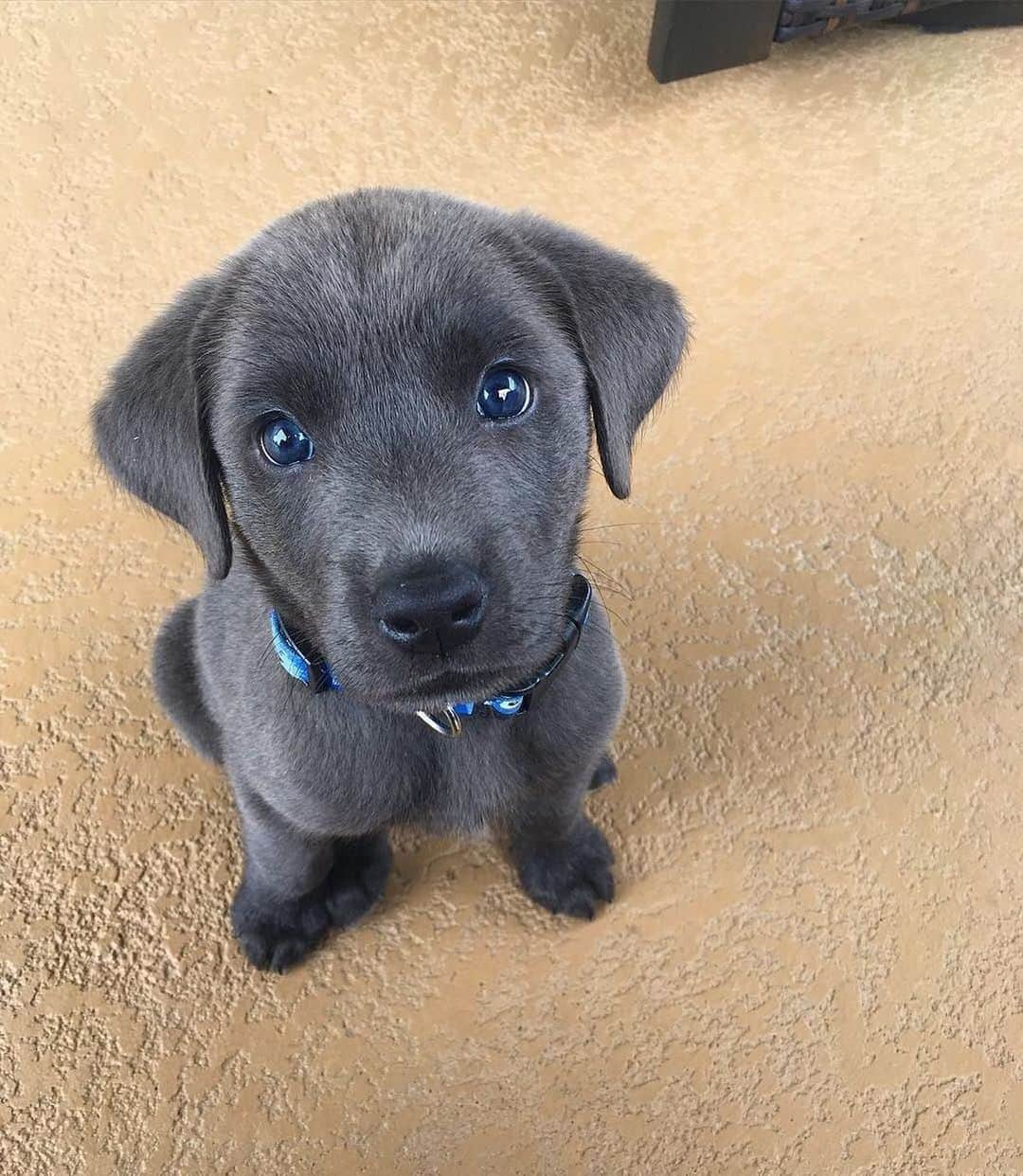 animalsのインスタグラム：「How cute is Kylo!? 🐶  Photo by: @meetkylo Follow @PUP for more 🖤」