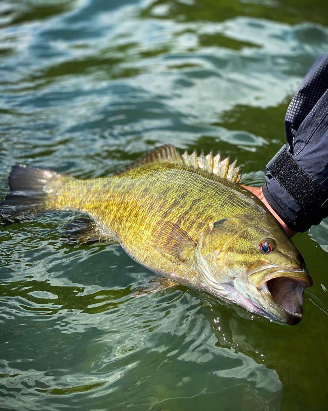 シマノ｜Fishingのインスタグラム：「Complete the sentence: smallmouth are ___________ than largemouth.  #FishShimano #BassFishing #Smallmouth  📸: @nicholas.dellaporta」